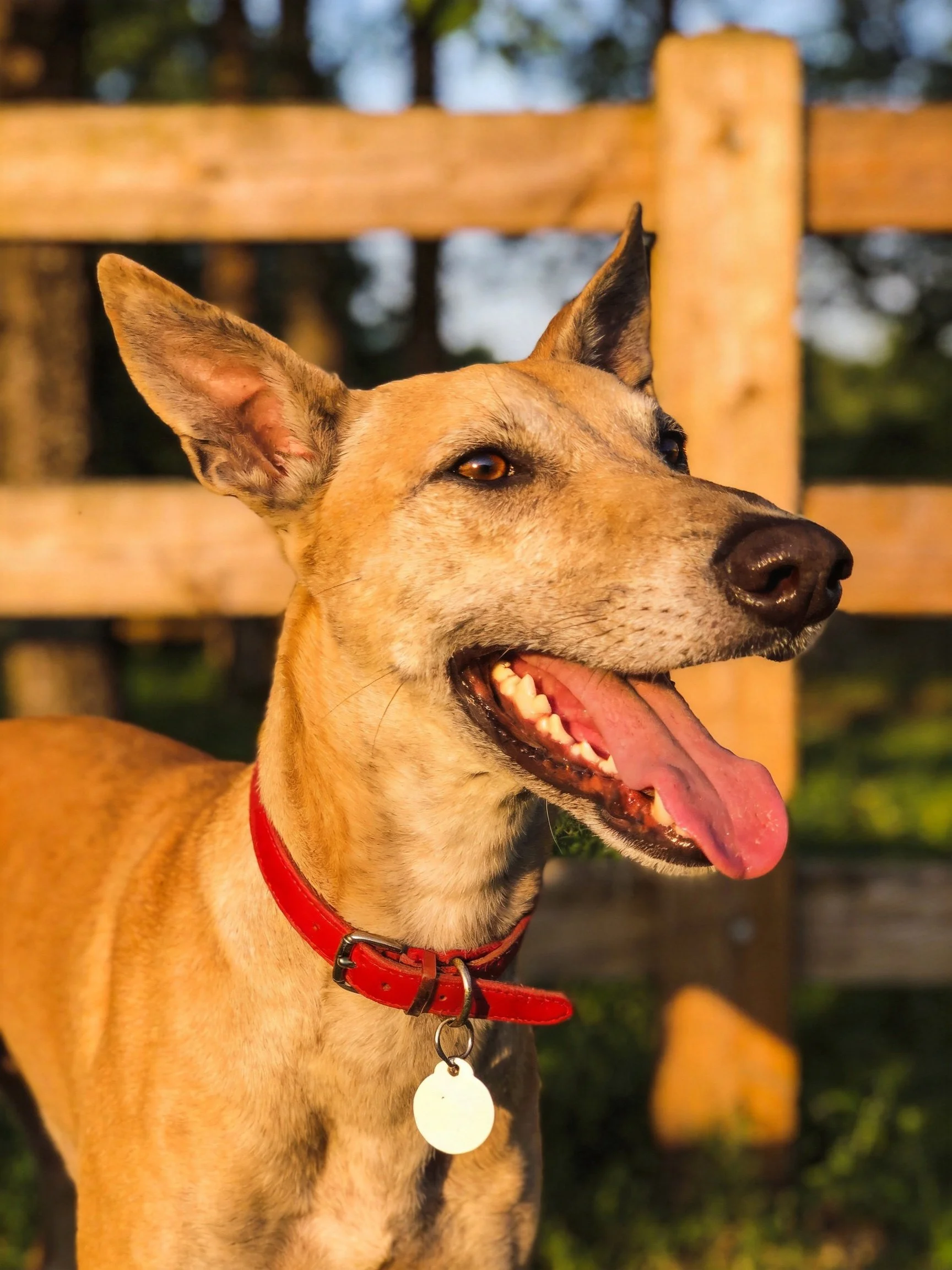 A tan dog with a red collar is near a wooden fence.
