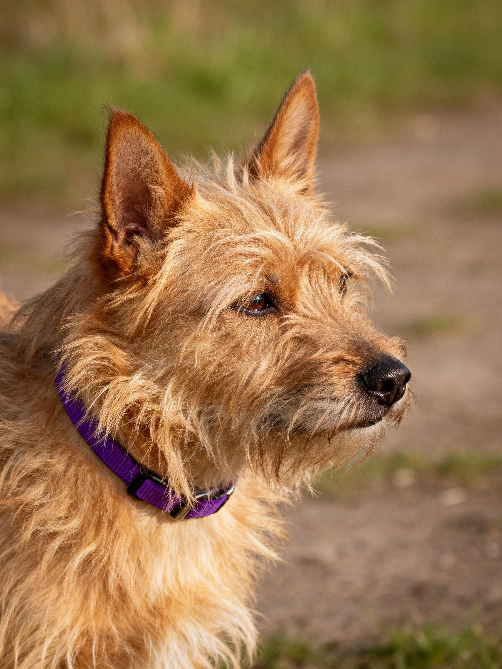 A tan terrier with a purple collar outdoors