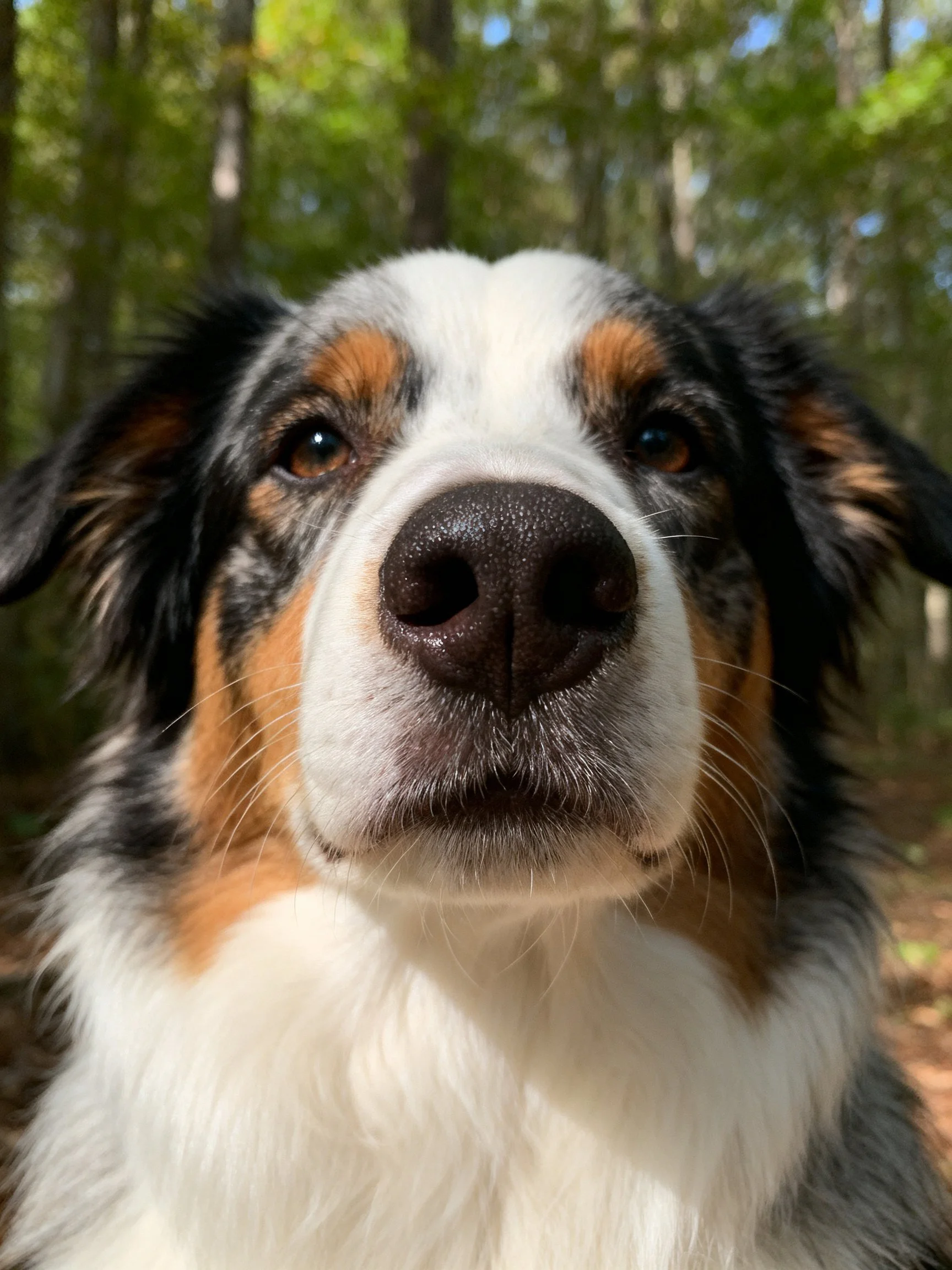 A close - up of a tricolor Australian Shepherd in a wooded area.