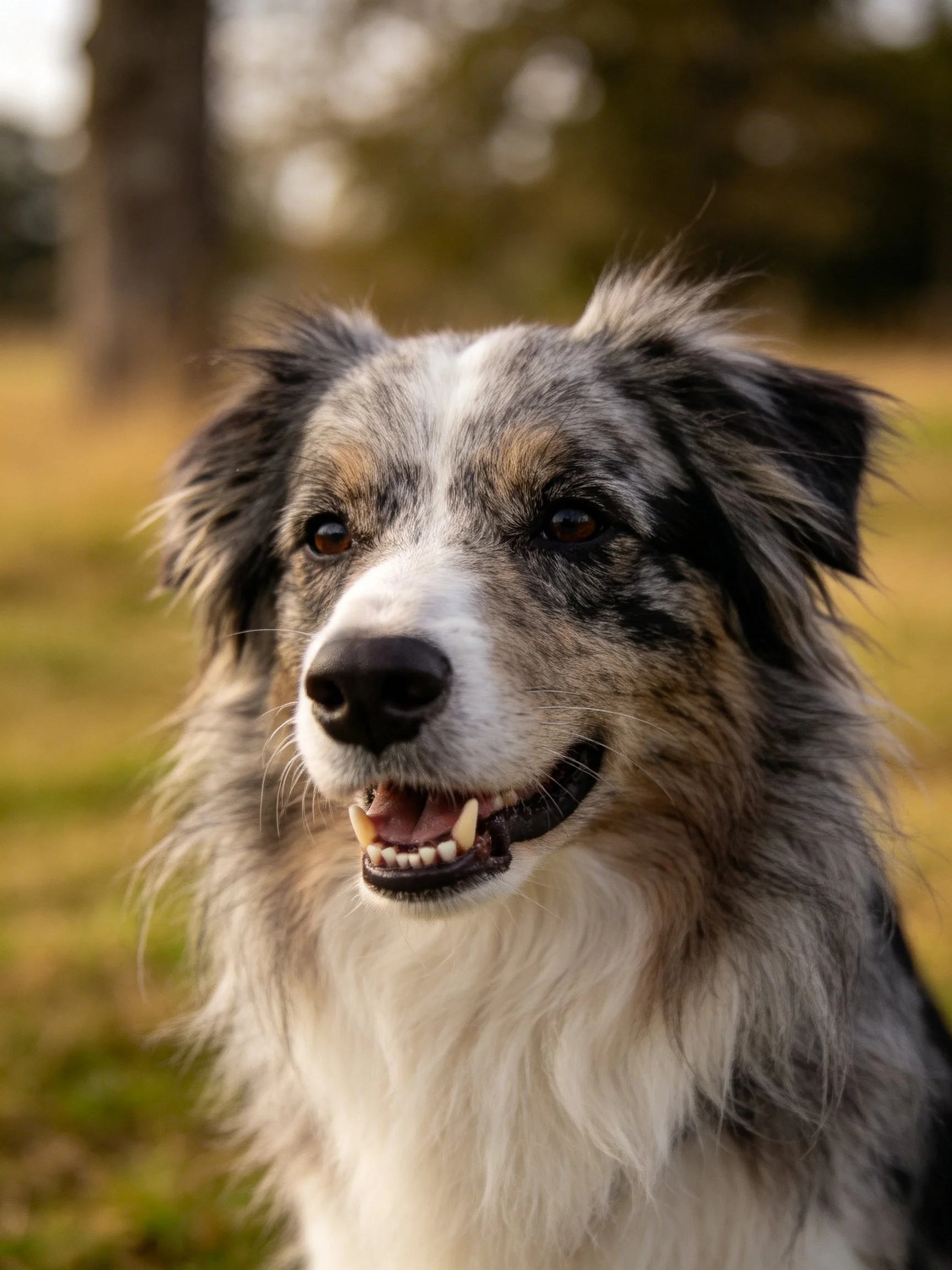 A tricolor Australian Shepherd with long, shaggy fur outdoors