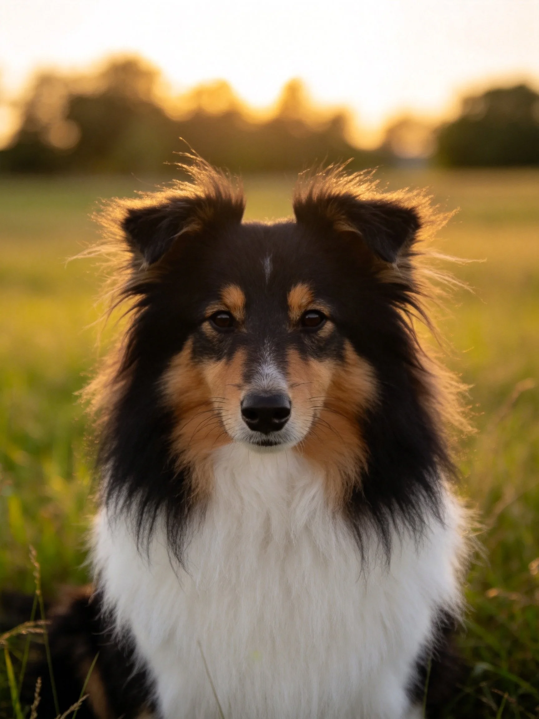 A tricolor Sheltie sits calmly in a sunlit grassy field.