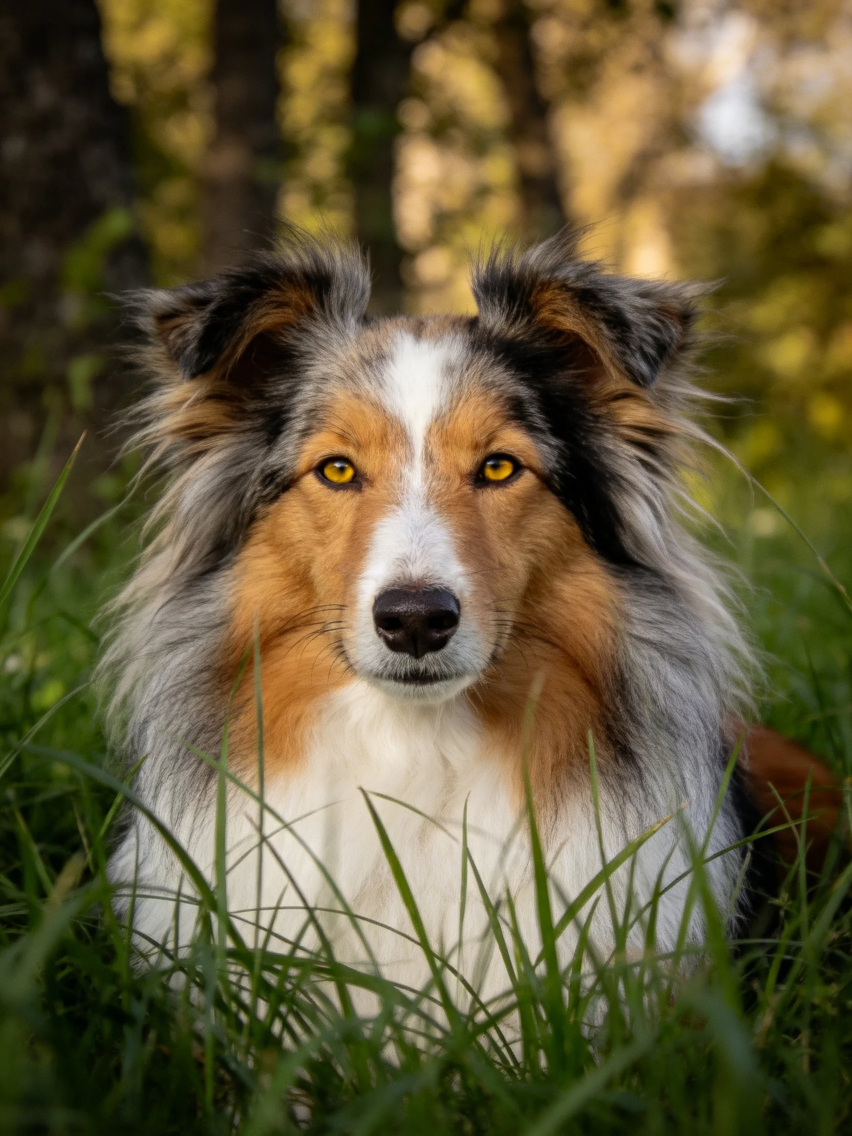 A tricolor Sheltie rests in tall green grass near a wooded area