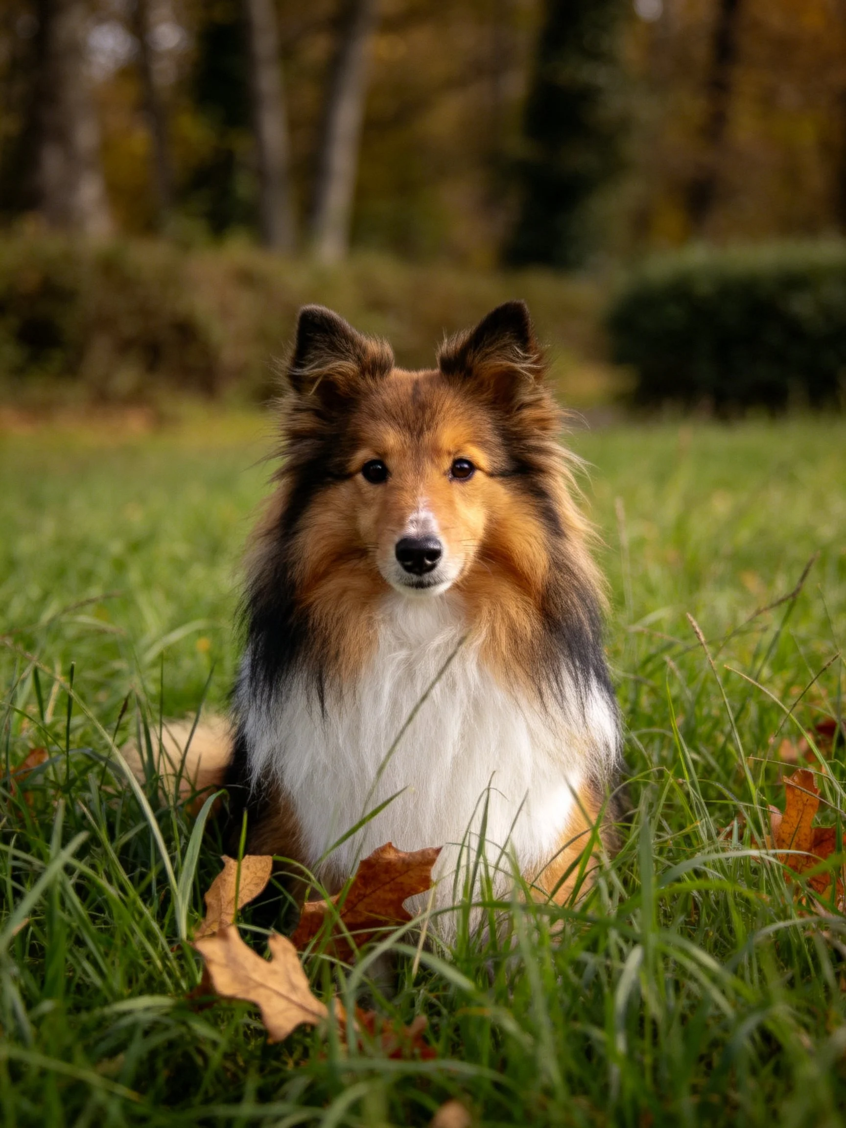 A tricolor Sheltie sits among tall grass and autumn leaves