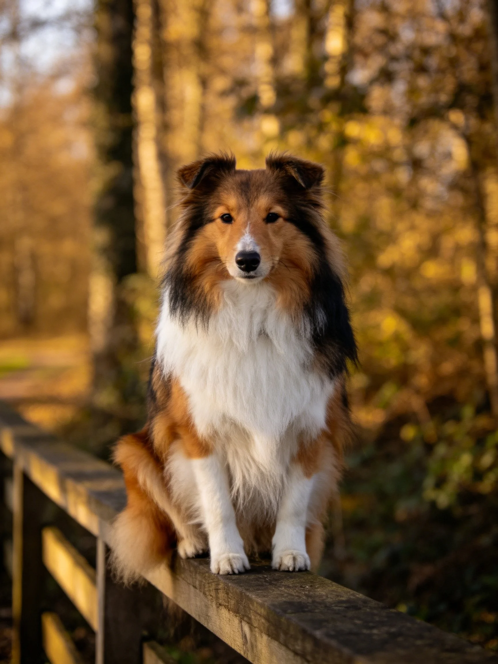 A tricolor Sheltie sits calmly on a wooden fence amid autumnal trees.
