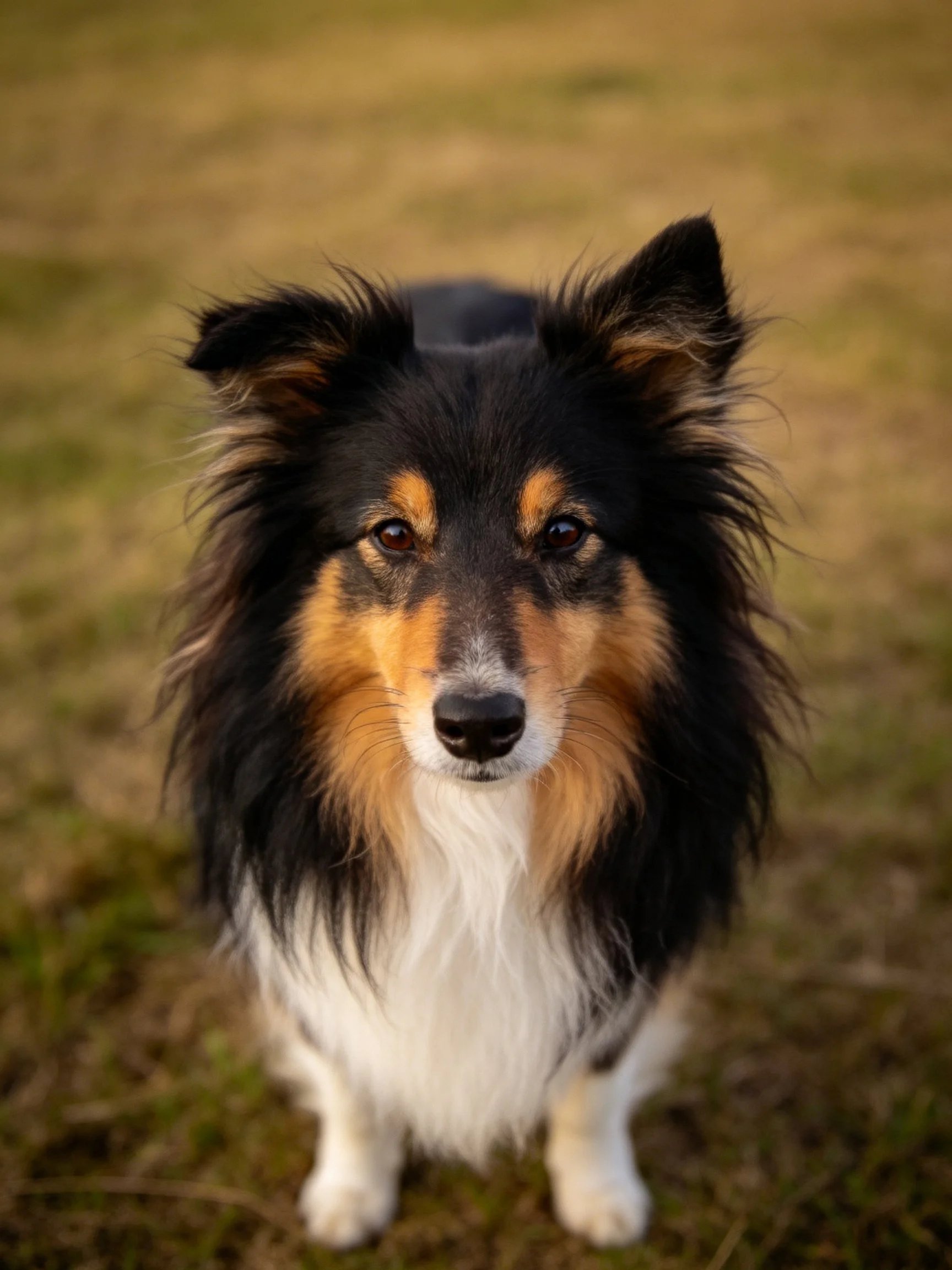A tricolor Sheltie with long black, tan, and white fur