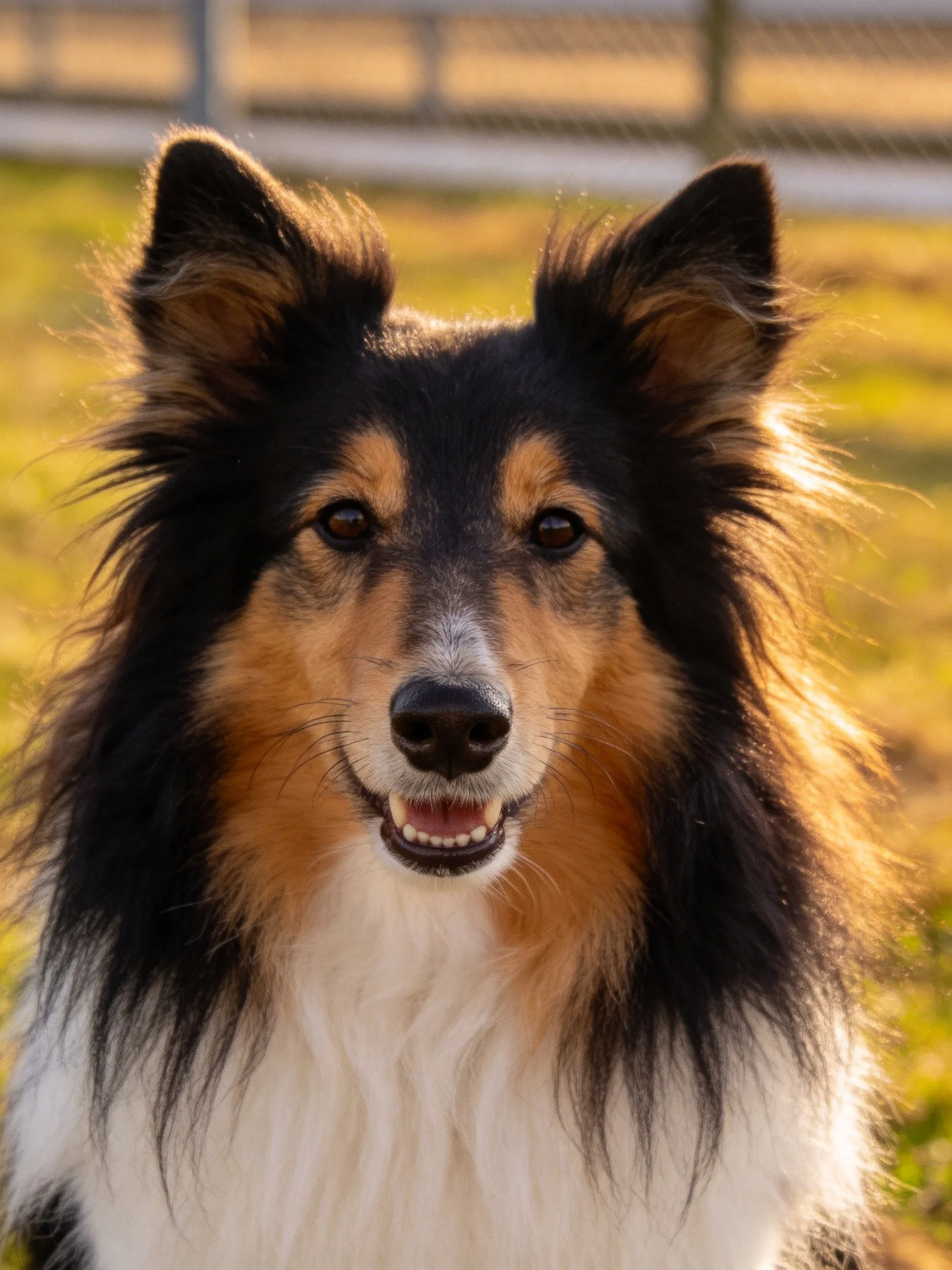 A tricolor Sheltie with long, dark and tan fur in an outdoor setting