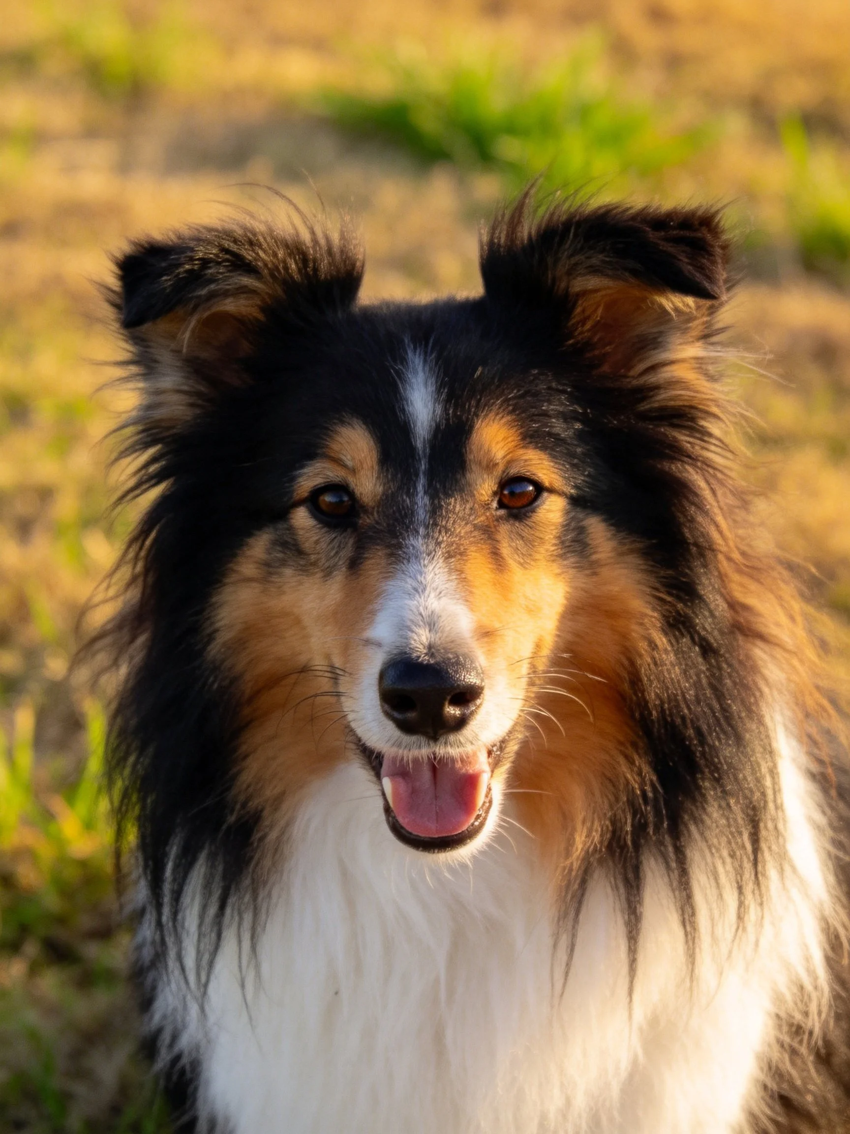 A tricolor Sheltie with long, fluffy fur in a sunlit grassy field