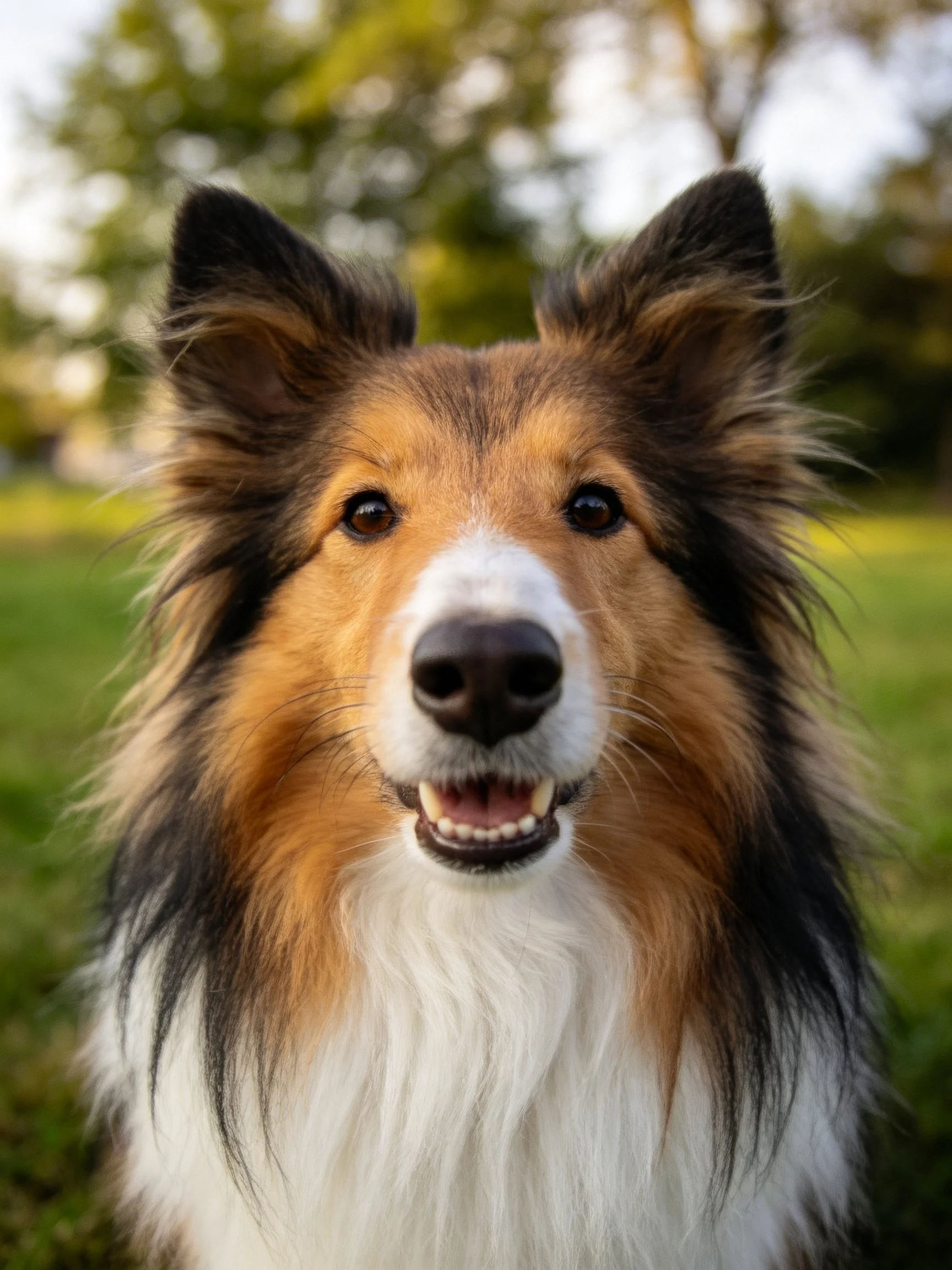 A tricolor Sheltie with long, shaggy fur in a green outdoor setting