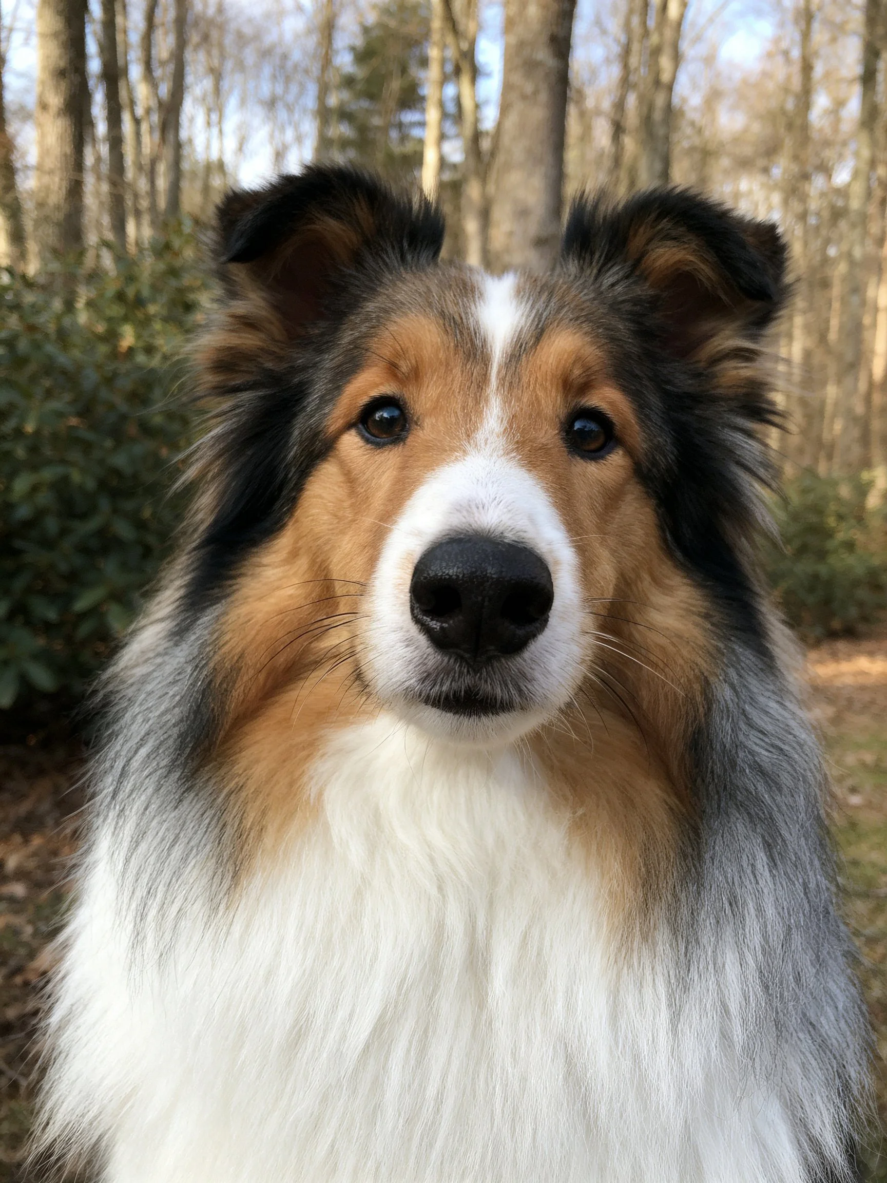 A tricolor-coated Sheltie with long, fluffy fur in a wooded setting
