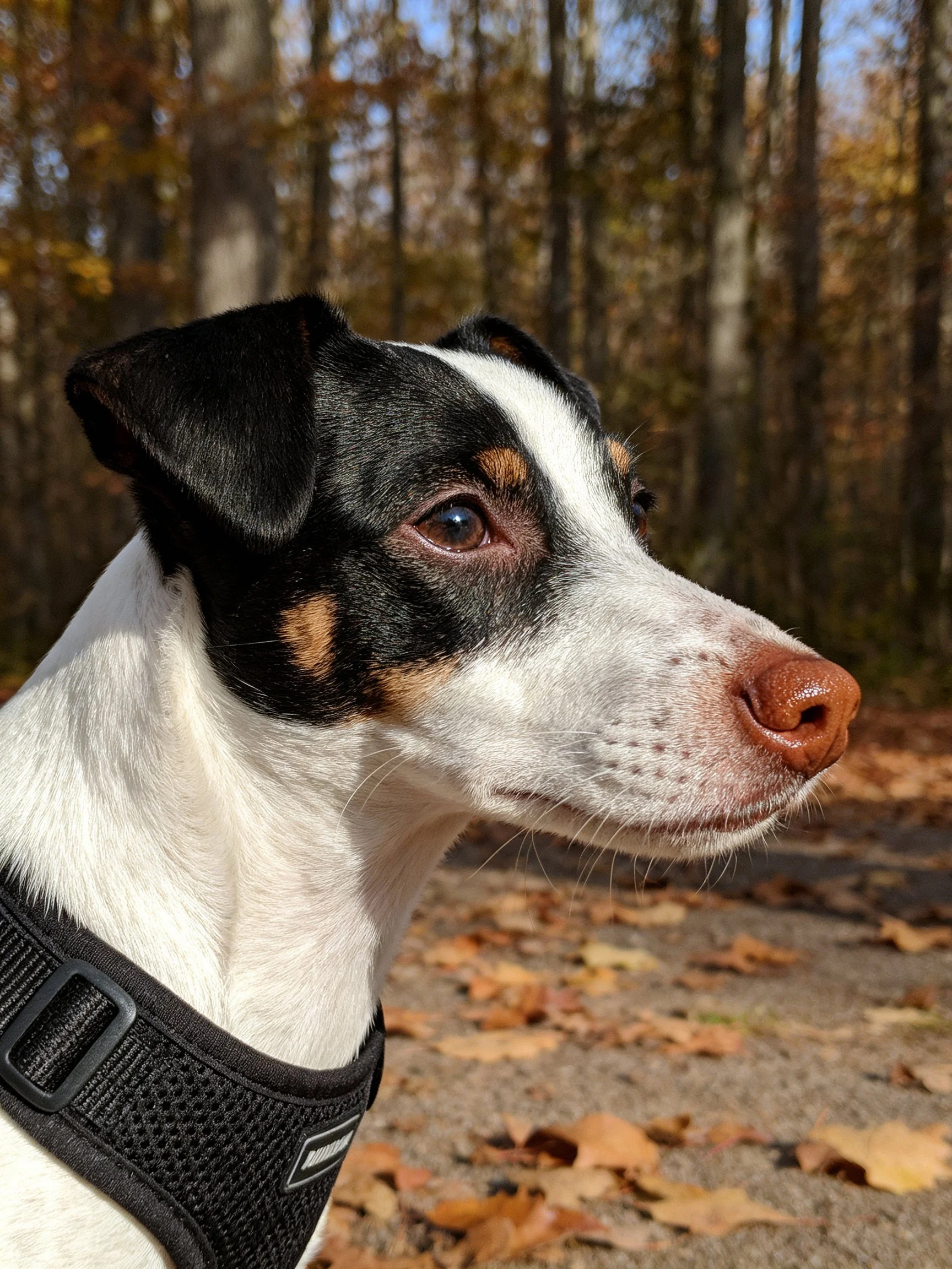 A tricolor dog in a harness near autumn forest