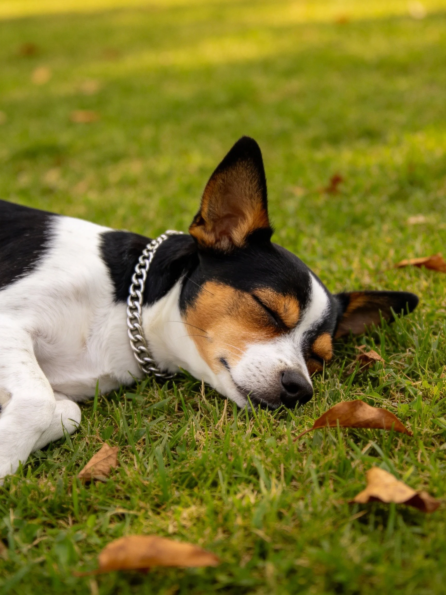 A tricolor dog peacefully sleeps on green grass amid scattered leaves.