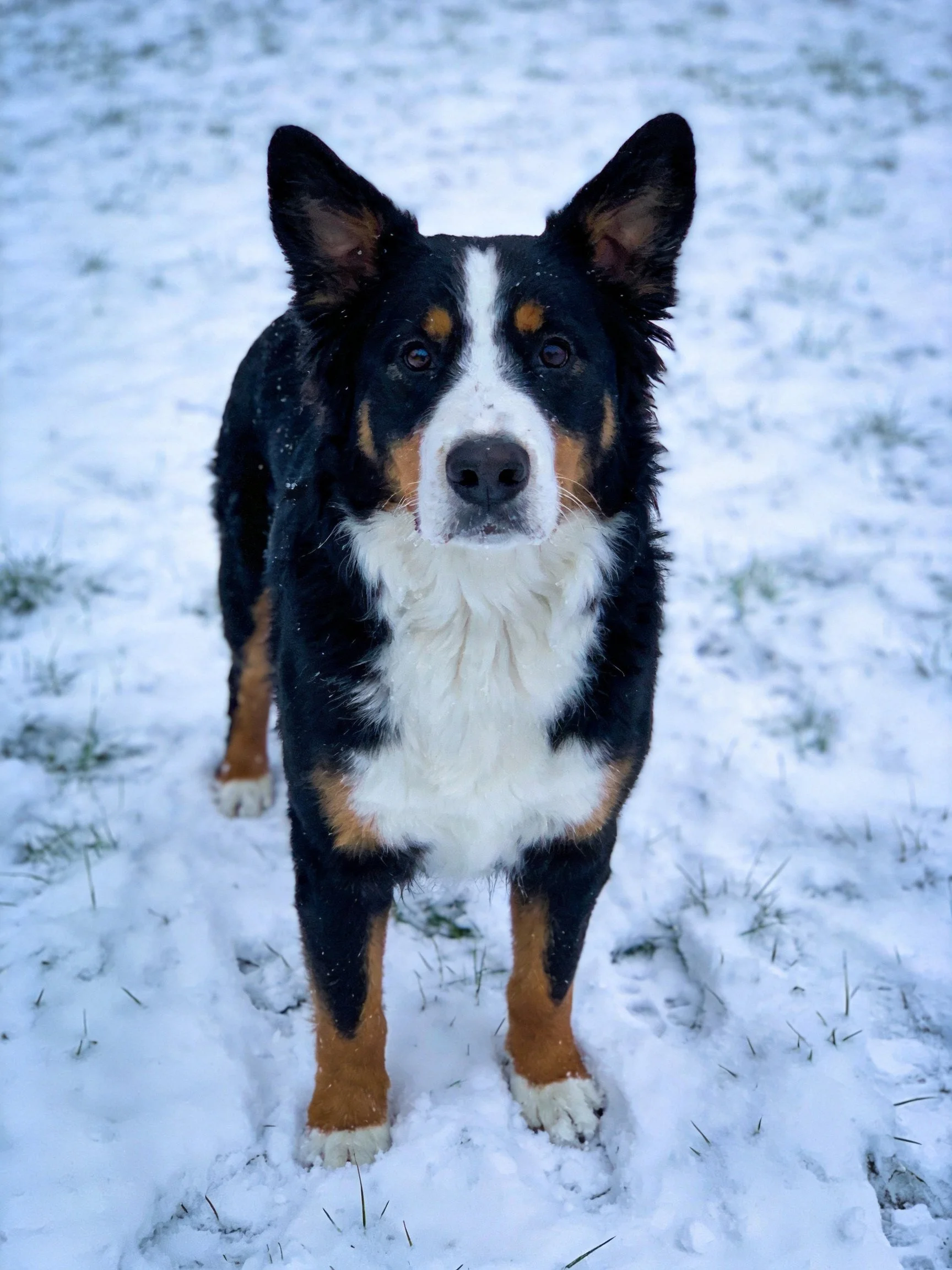 A tricolor dog standing in a snowy field with green grass patches
