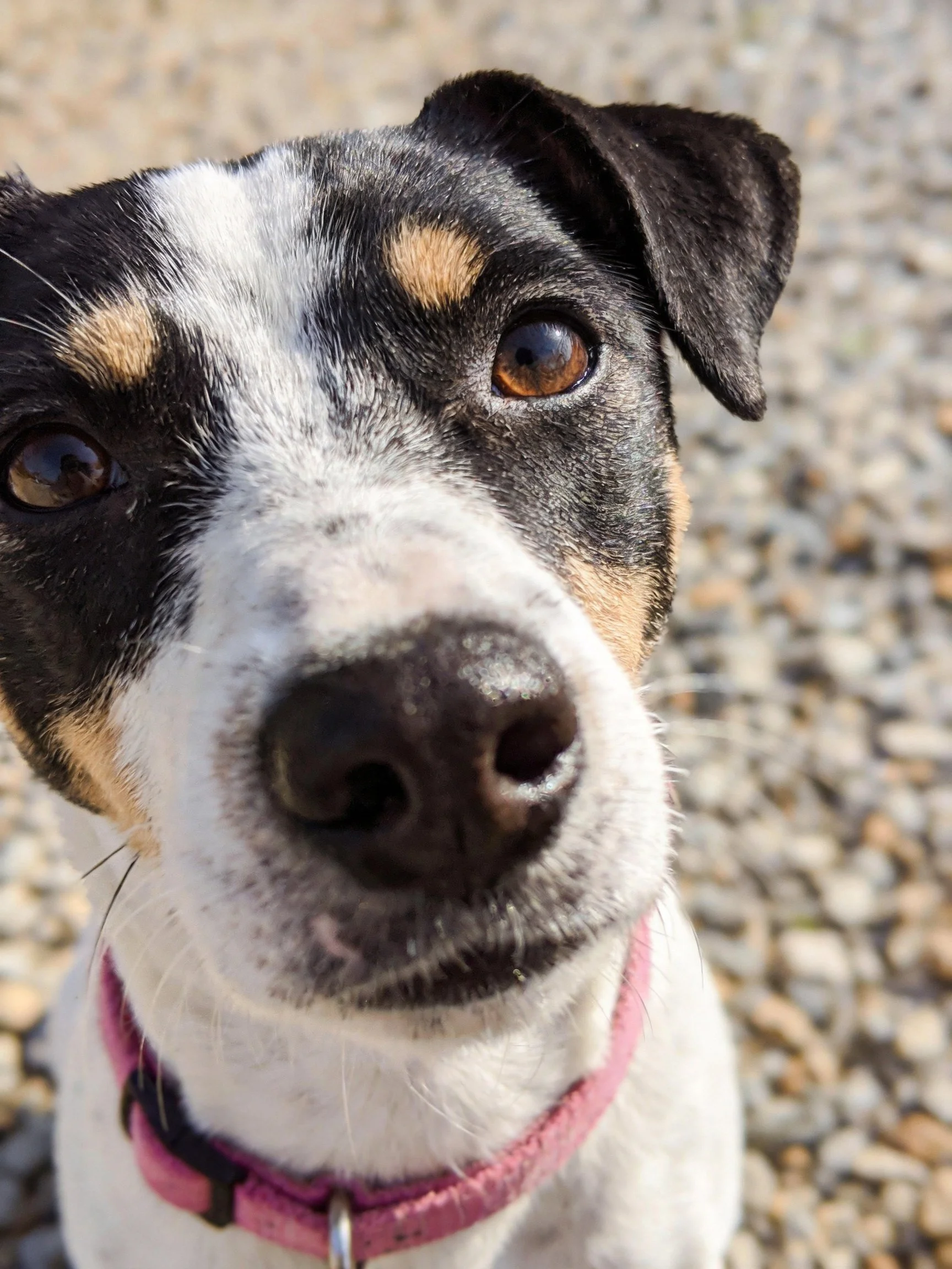 A tricolor dog wearing a pink collar looks upward on a gravelly surface.