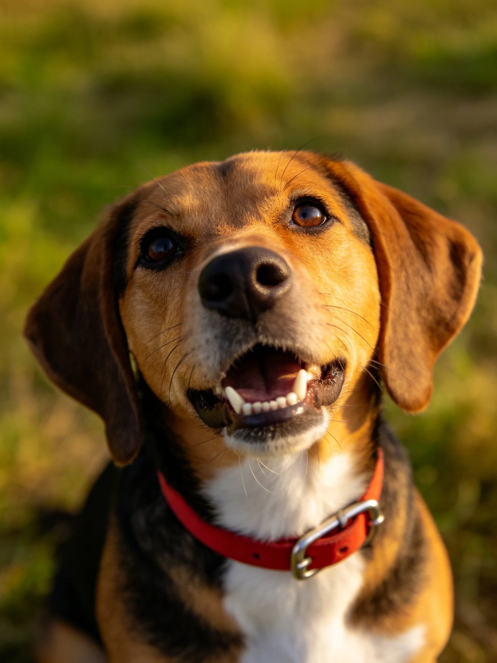 A tricolor dog with a red collar is photographed outdoors.