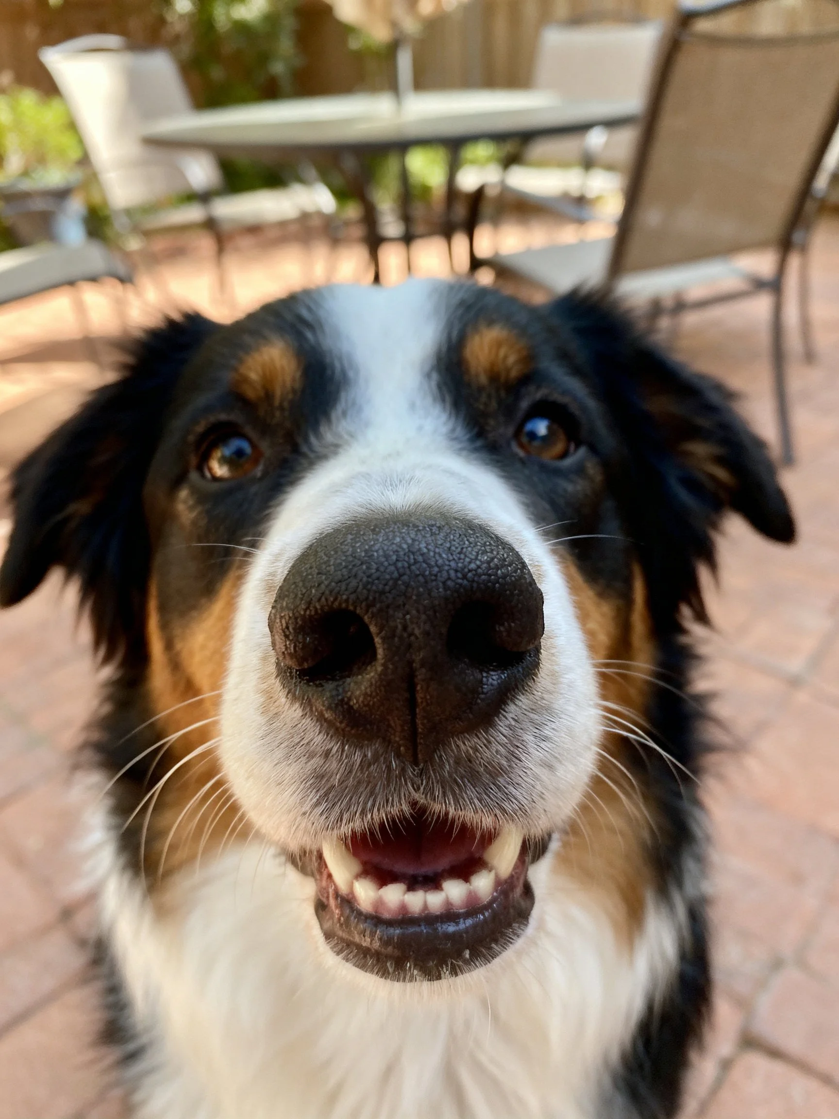 Close - up of a tricolor dog facing the camera in an outdoor patio.