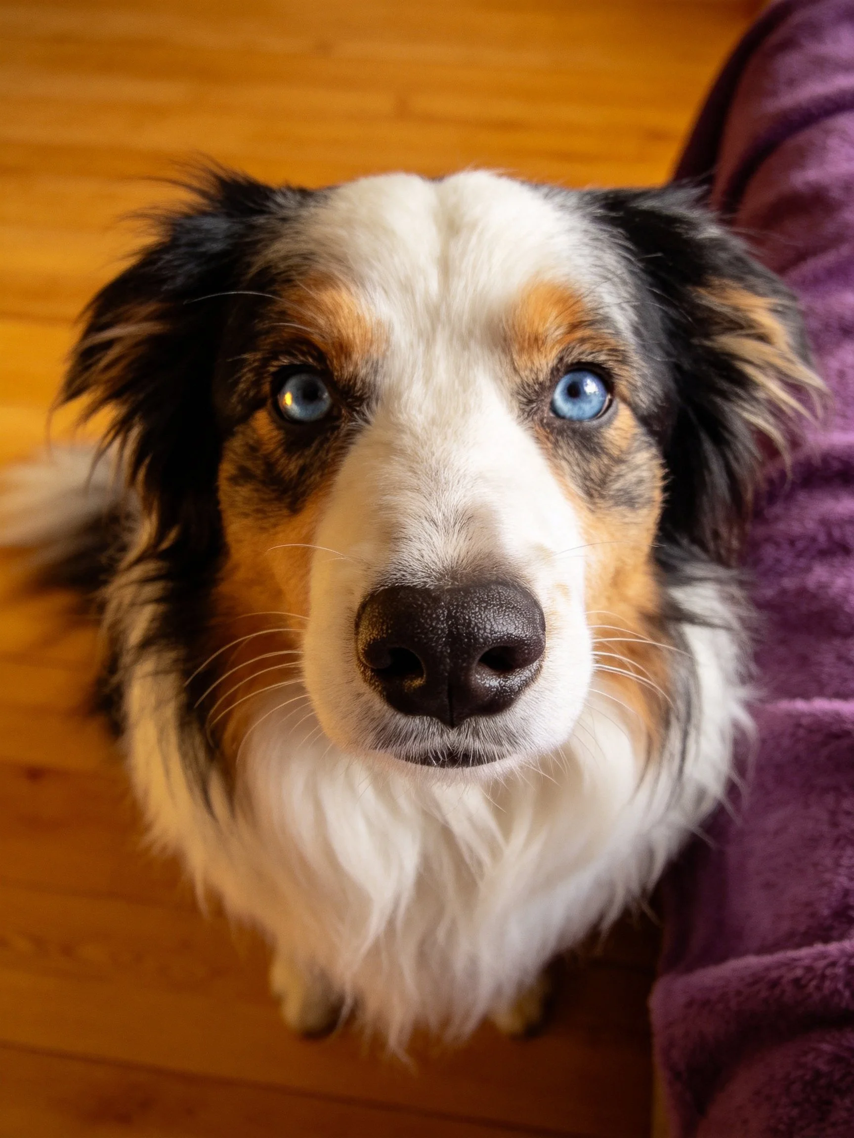 Tricolor dog with blue eyes rests beside a purple cushion on wooden flooring.