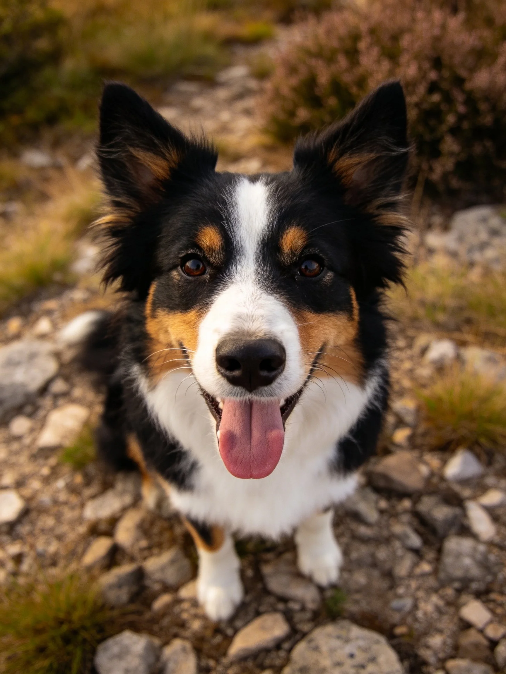 A tricolor dog with upright ears sits on rocky outdoor ground.