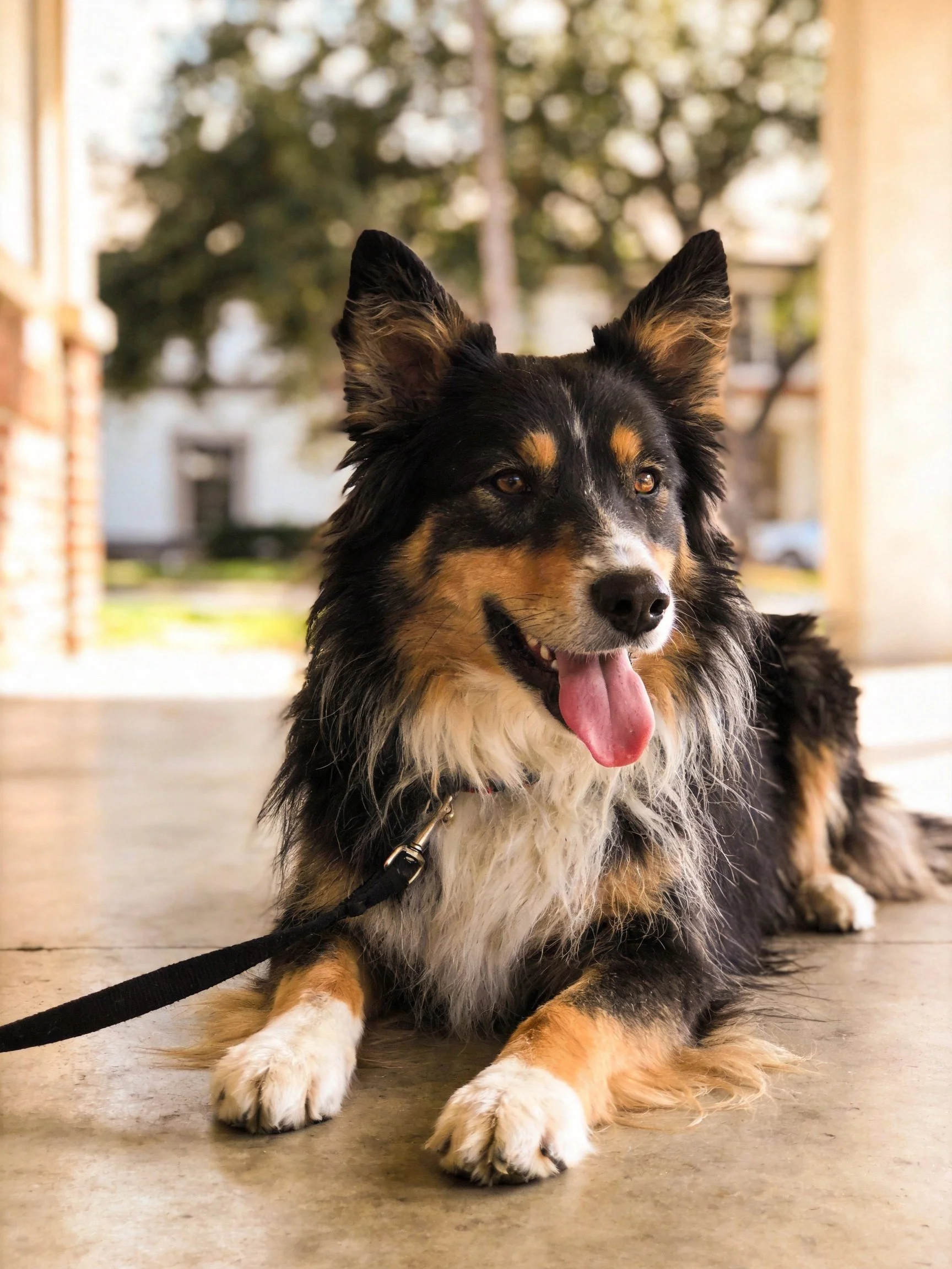 A tricolor-furred dog rests on a concrete surface near columns