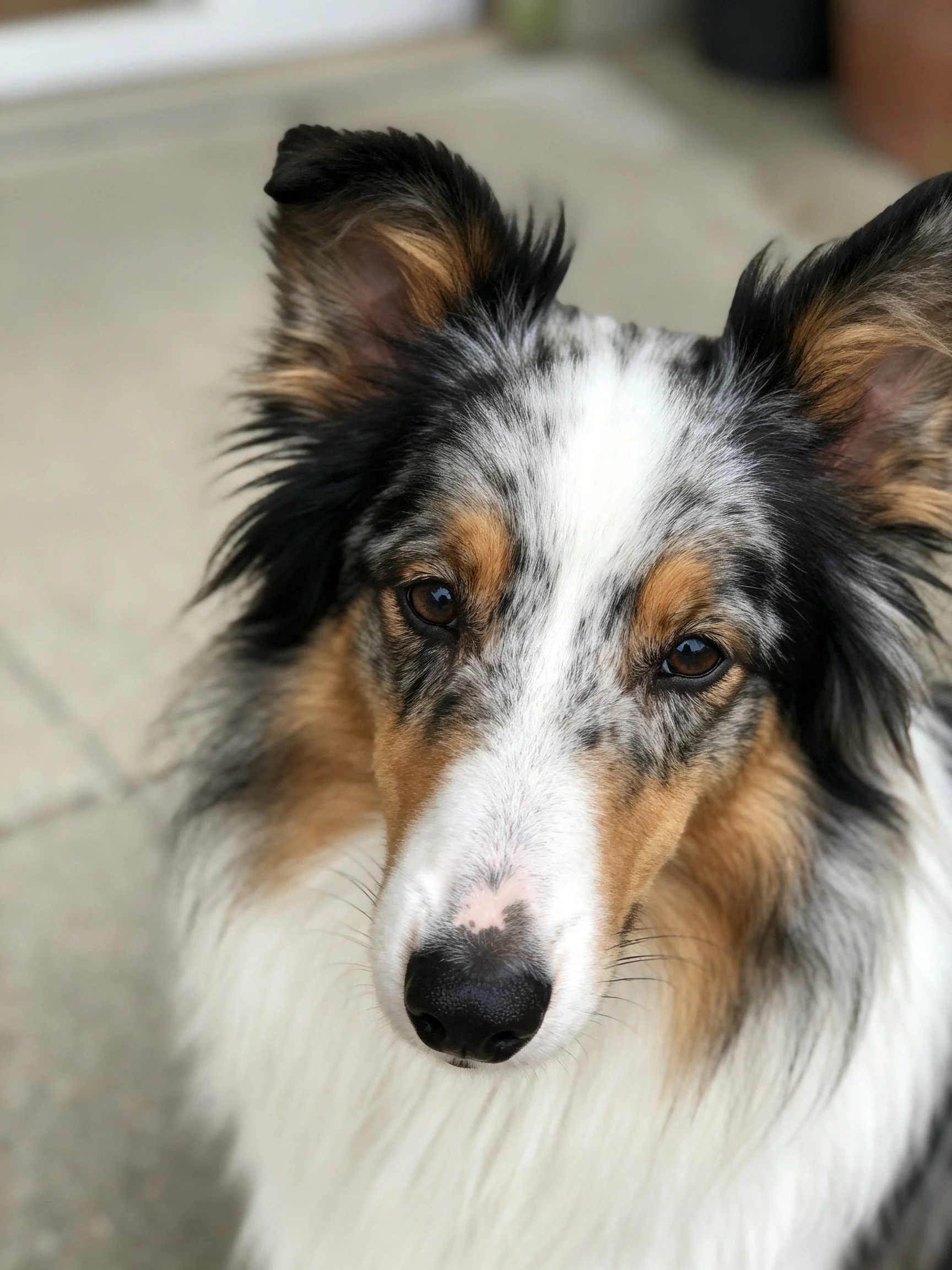 A tricolor sheltie with black, white, and tan fur