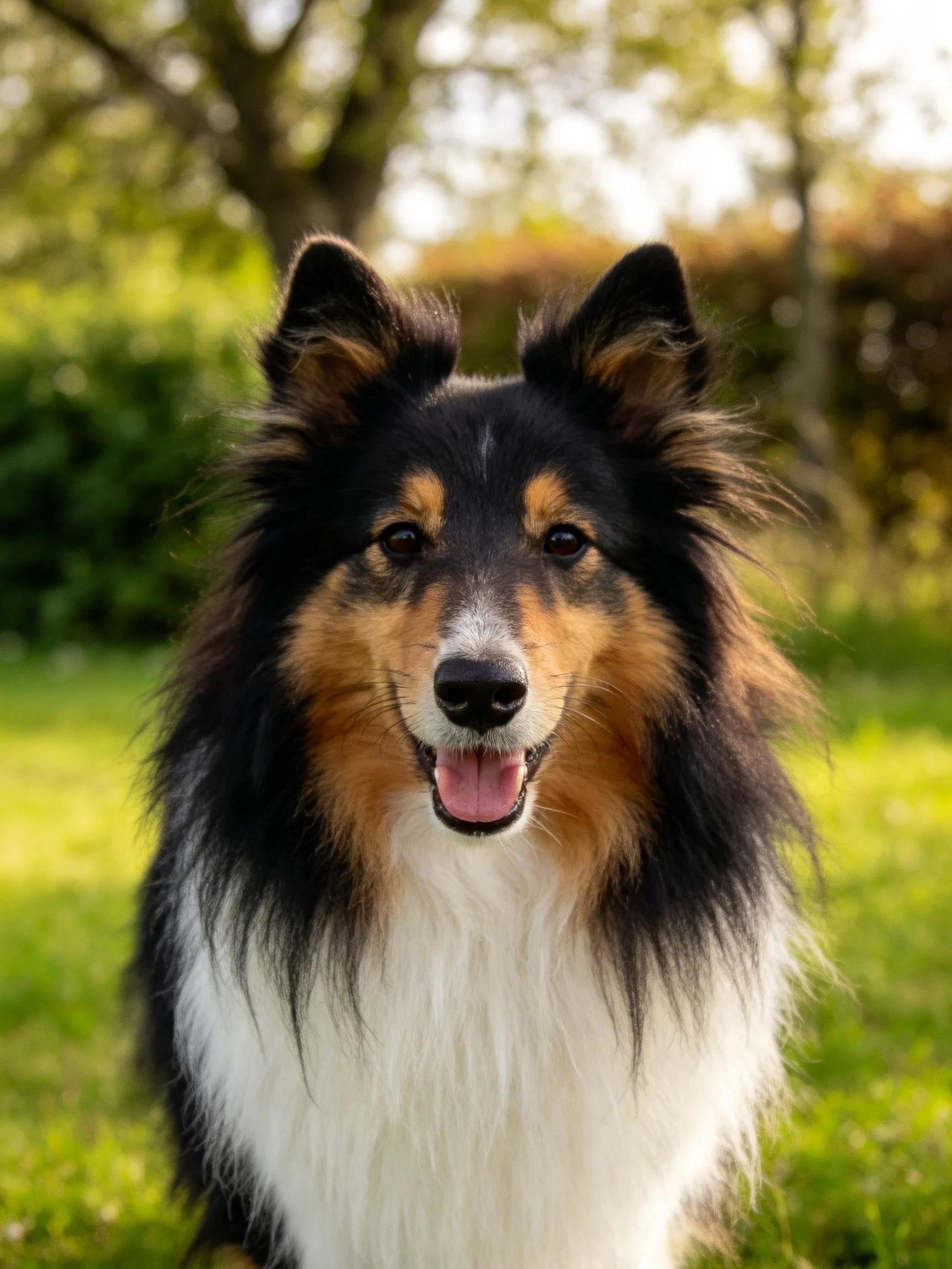 A tricolor sheltie with long, fluffy fur in a sunlit garden