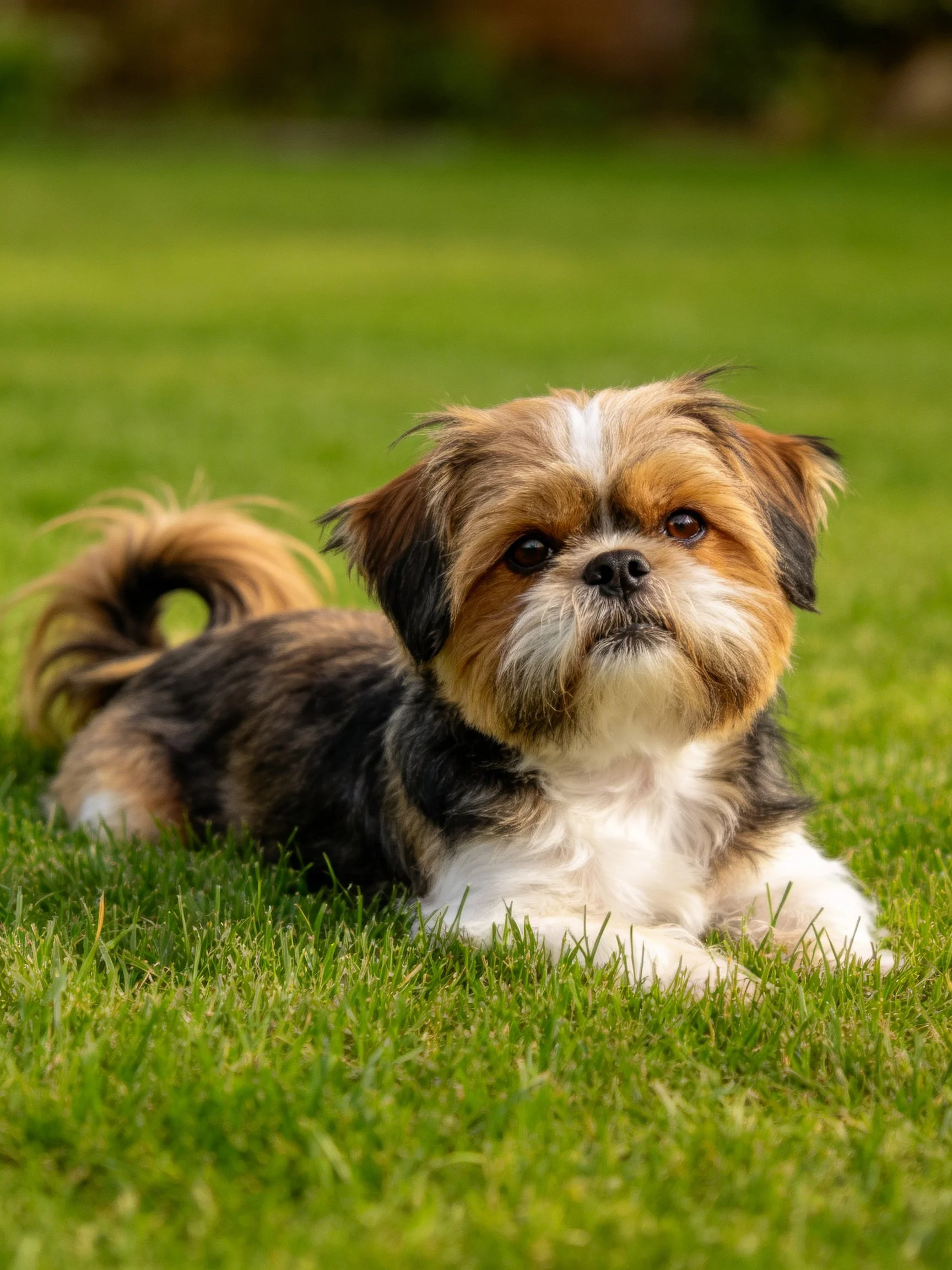 A small tricolor dog lies peacefully on lush green grass.