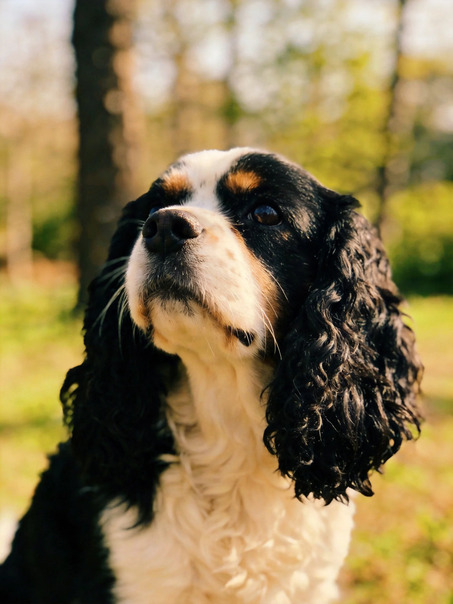 A tricolor spaniel with curly ears in a sunlit outdoor setting