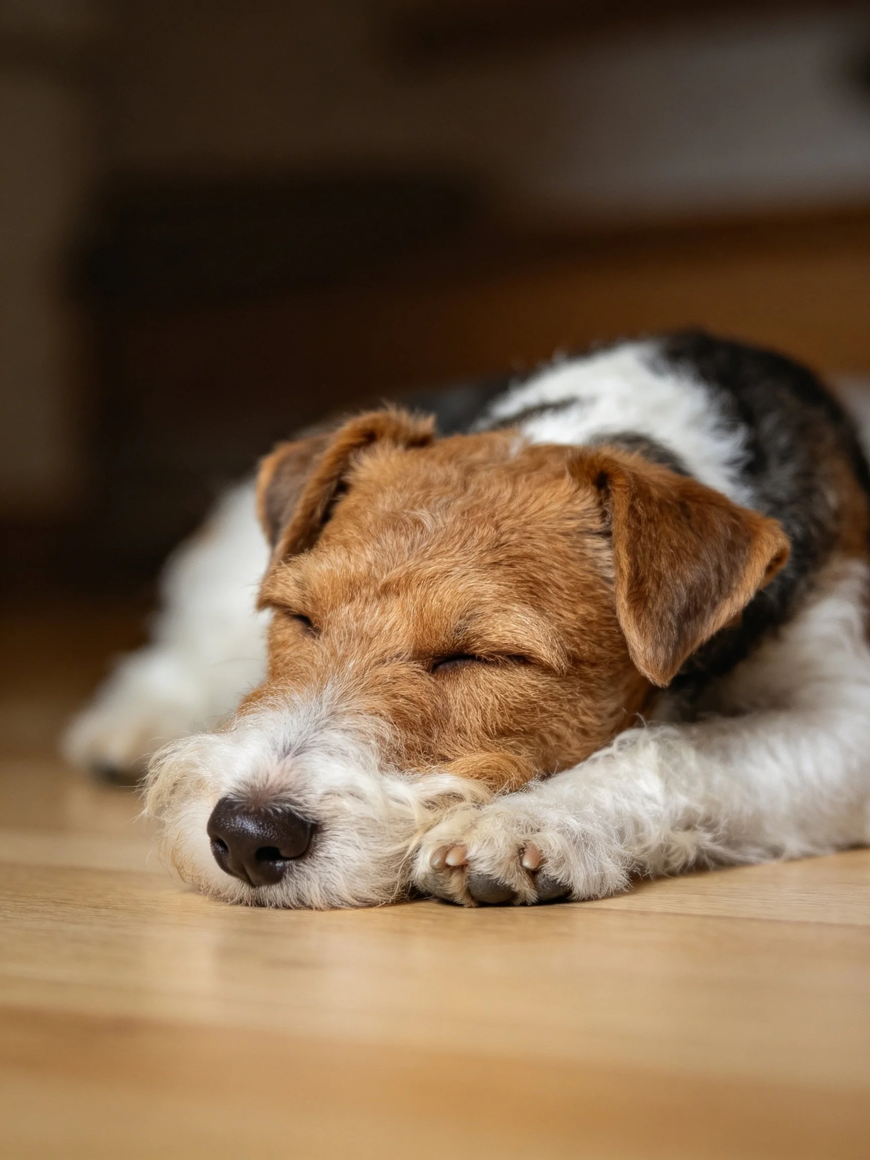 A tricolor wire-haired dog sleeps on a wooden floor