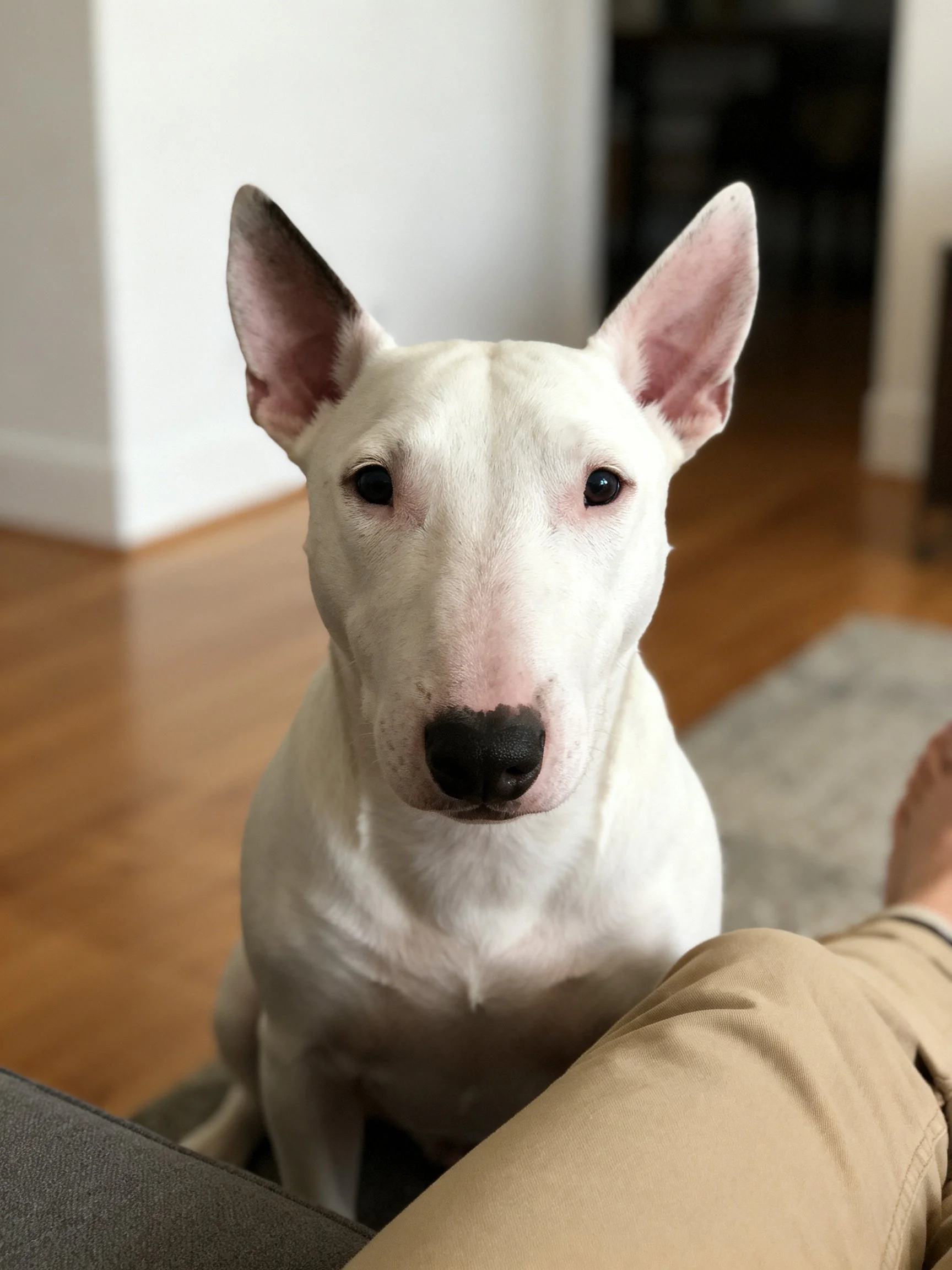 A white Bull Terrier sits calmly beside a persons leg in an indoor living area.