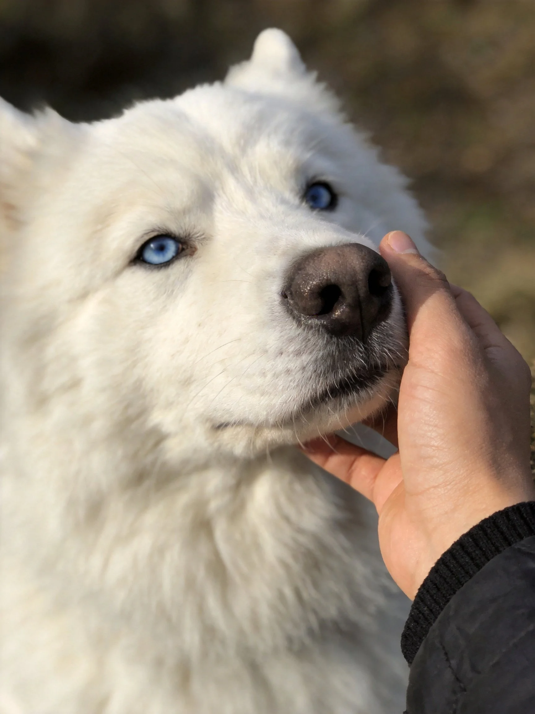 A white Samoyed with blue eyes is gently petted by a human hand.
