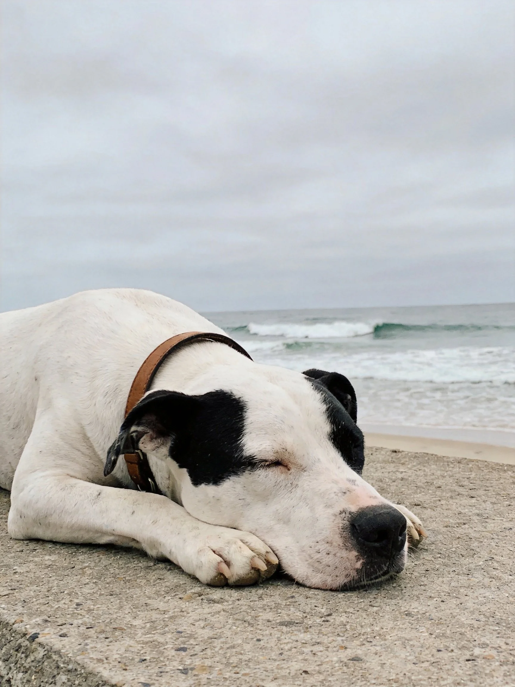 A white and black dog sleeps on a concrete ledge near the seaside.