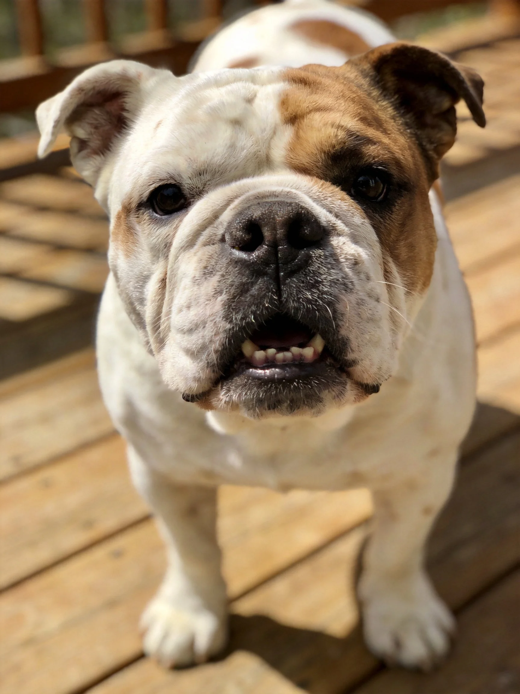 A white and brown English Bulldog standing on wooden planks