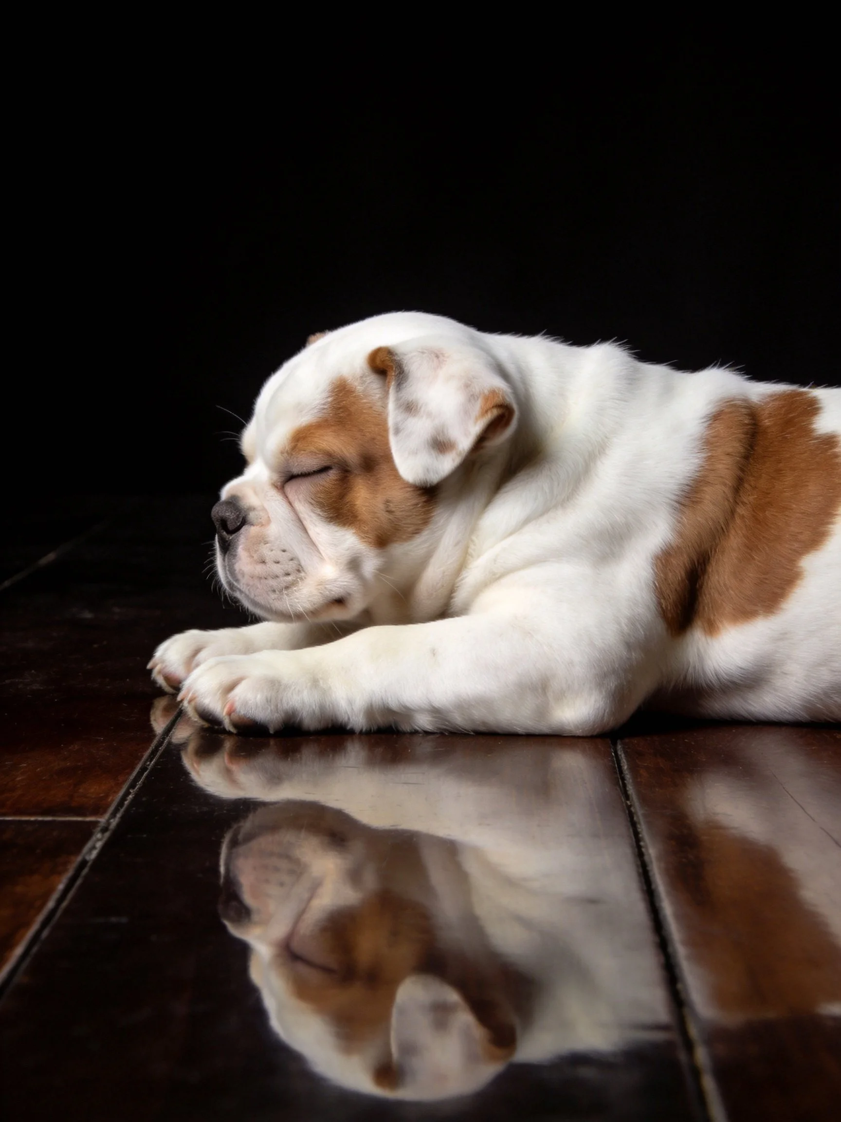A bulldog puppy sleeps serenely on a reflective wooden surface.
