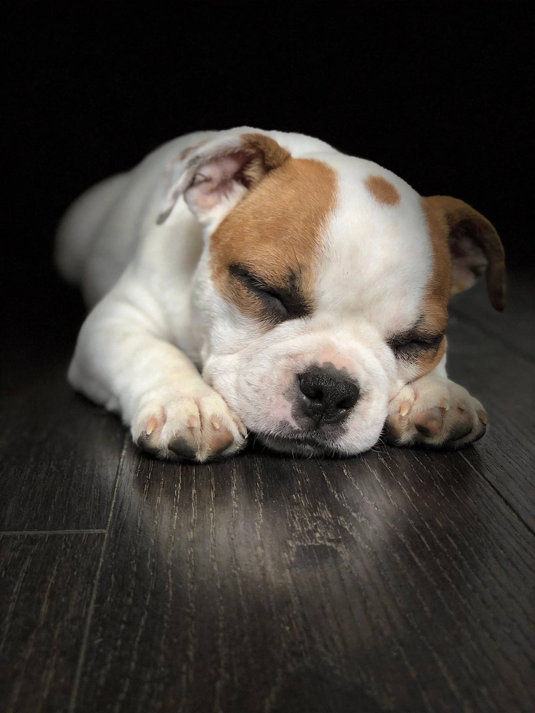 A small white and brown puppy rests on a dark wooden floor