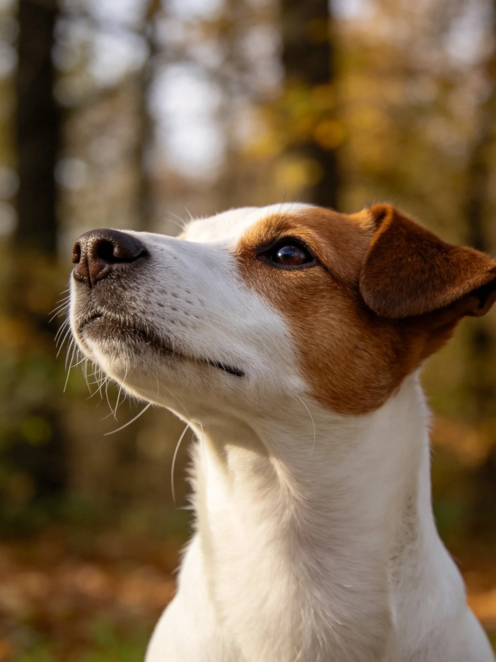 A white and brown dog gazes upward in a forested outdoor setting