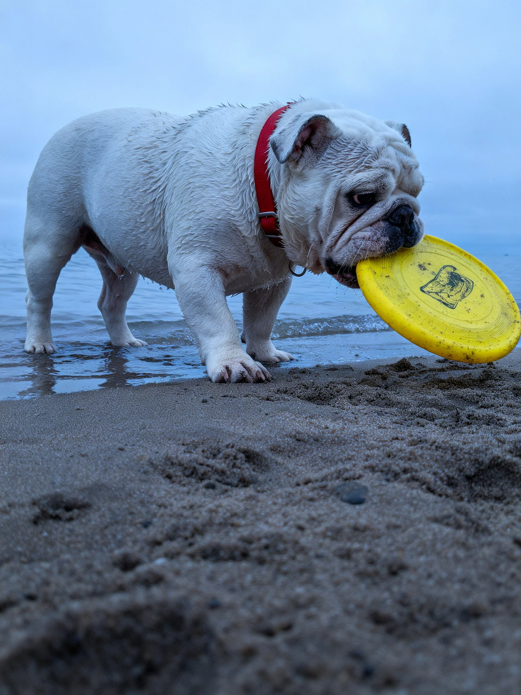 A white bulldog carries a yellow frisbee on the sandy shore.