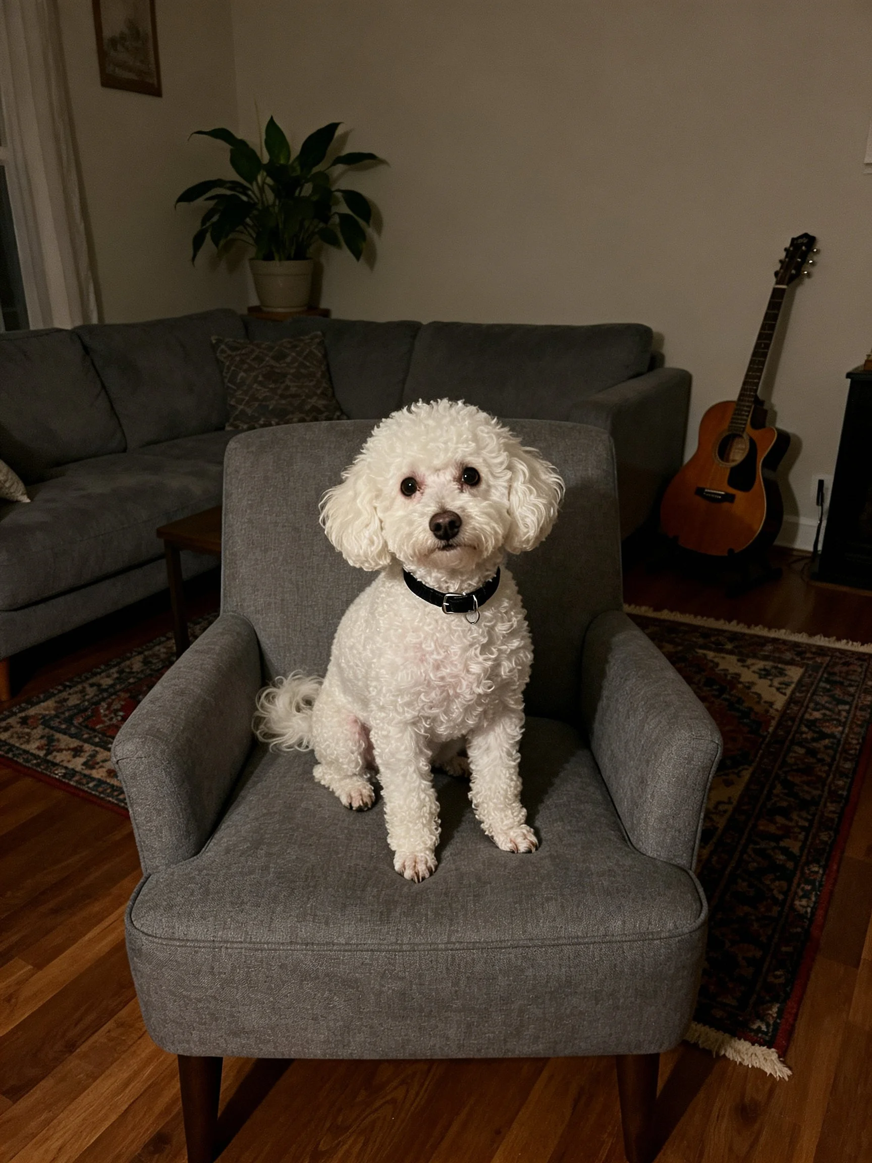 A white dog sits on a gray armchair in a furnished living room.
