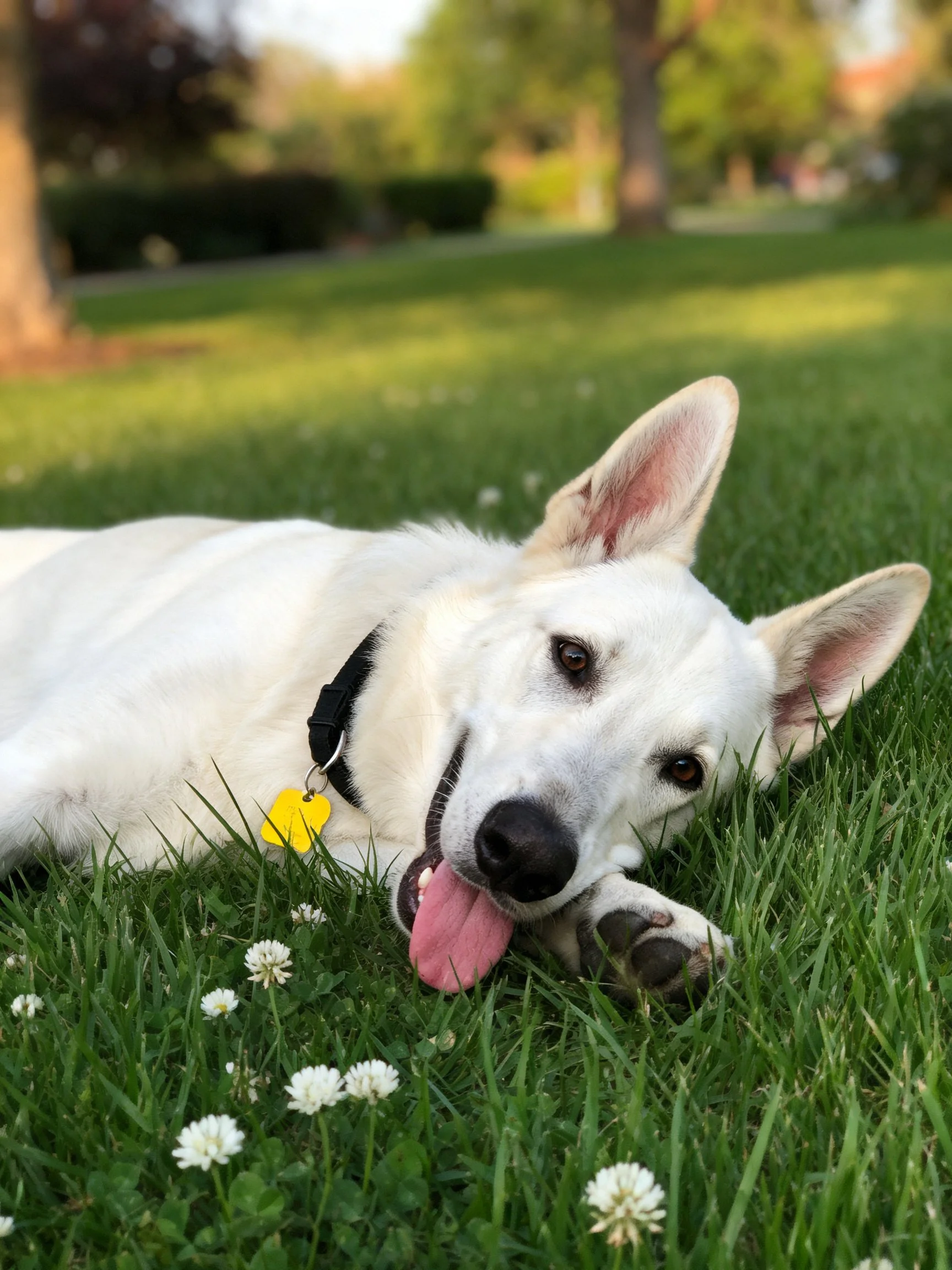 A white dog relaxes on green grass surrounded by small white flowers.