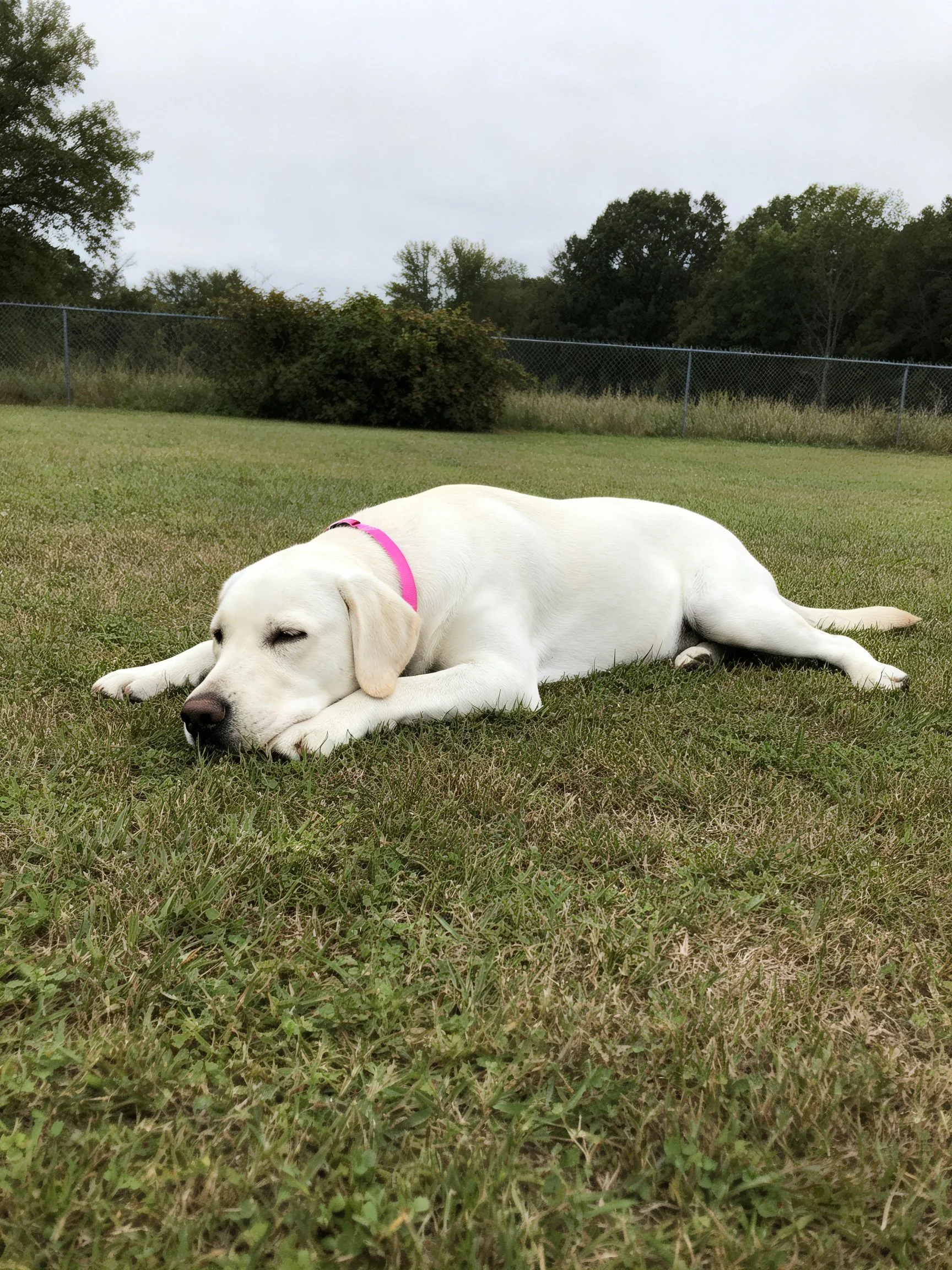 A white dog with a pink collar rests on grass in an outdoor area.