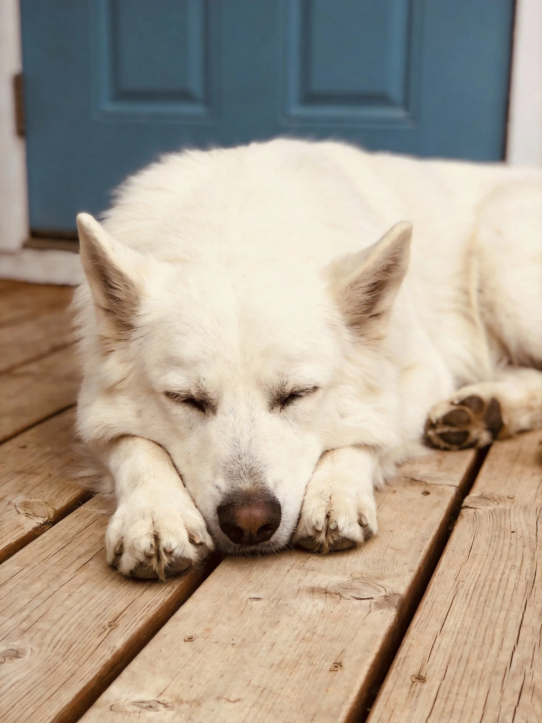 A white dog sleeps on a wooden porch beside a blue door.