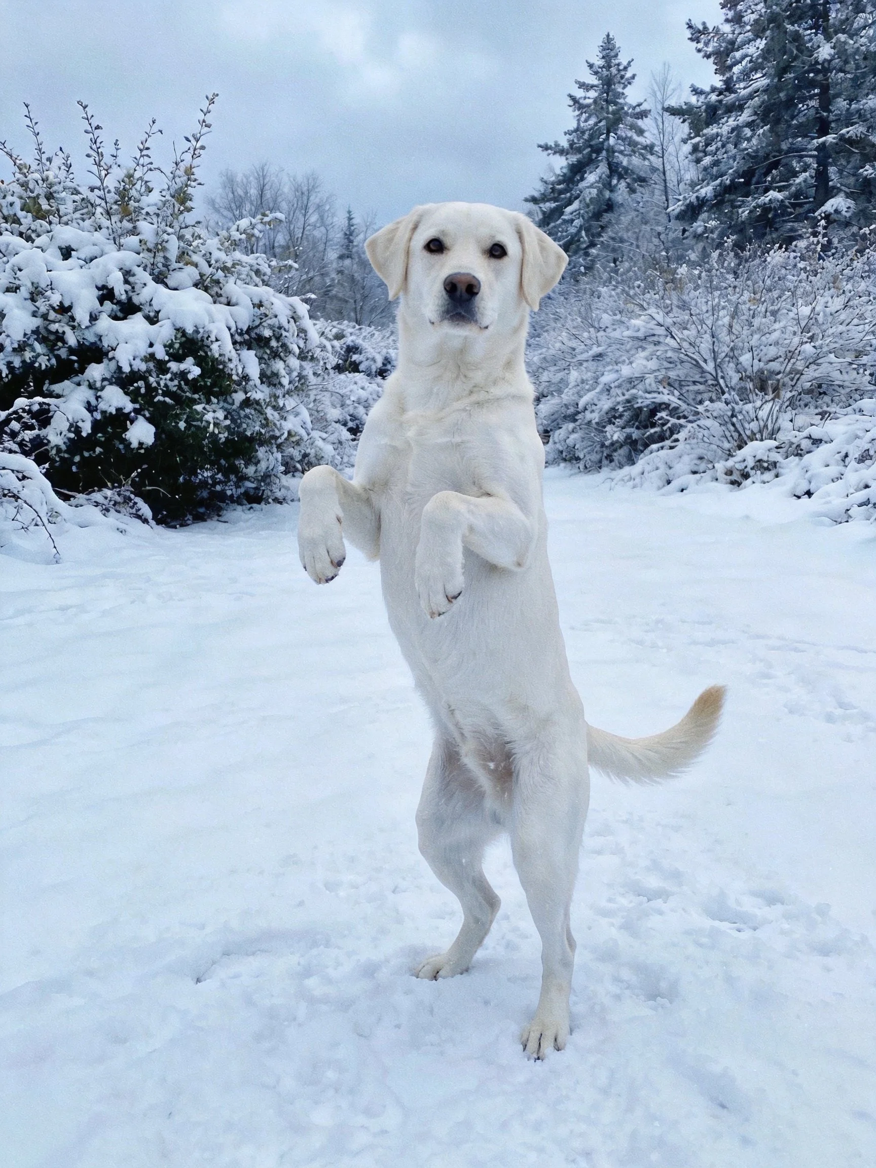 A white dog stands upright on a snowy path with snow - covered trees