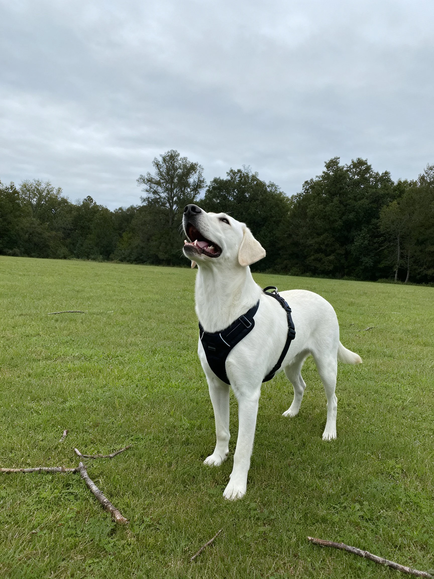 A white dog in a black harness stands on a grassy field near trees