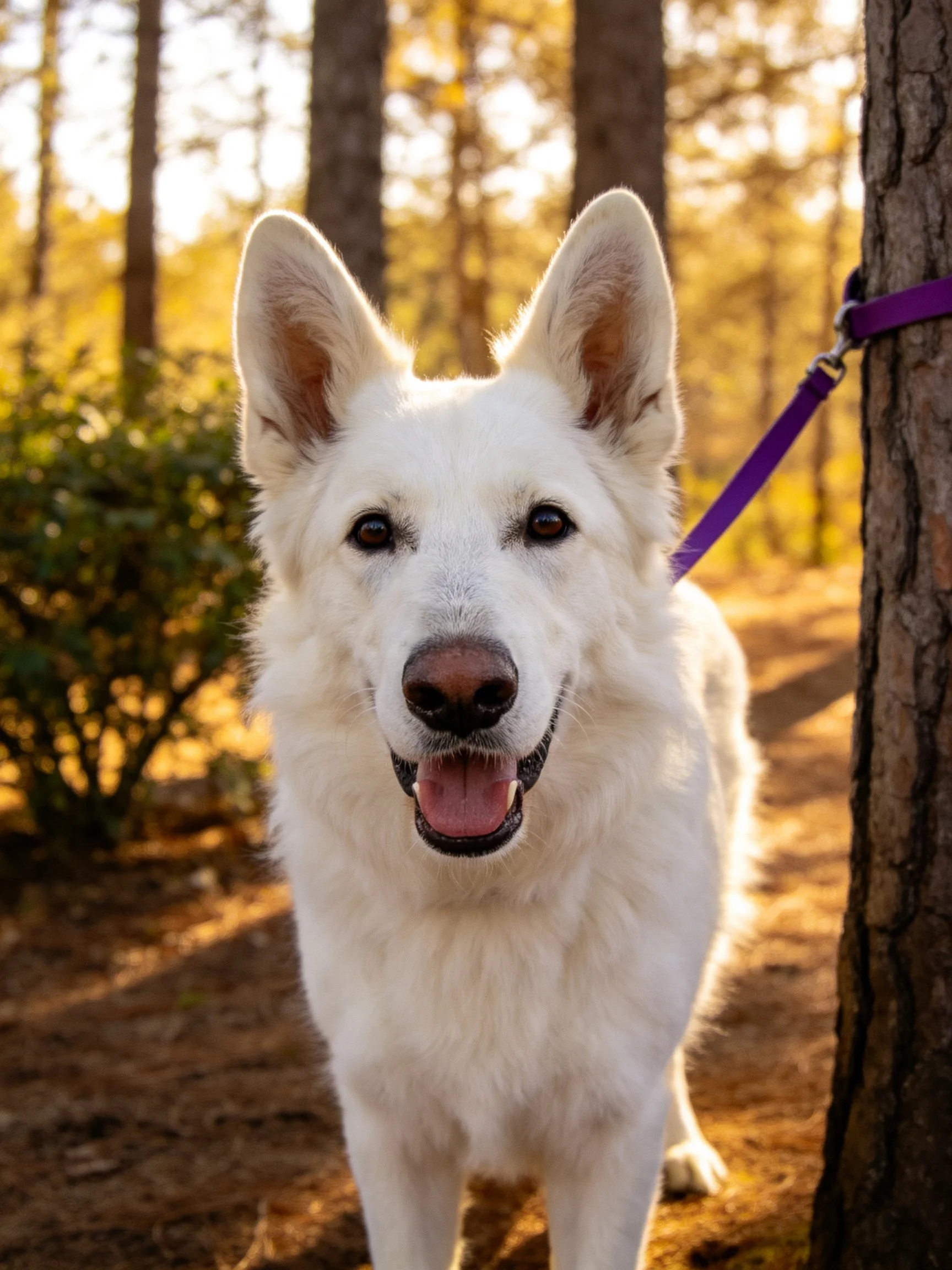 A white dog with a purple leash in a sunlit forest
