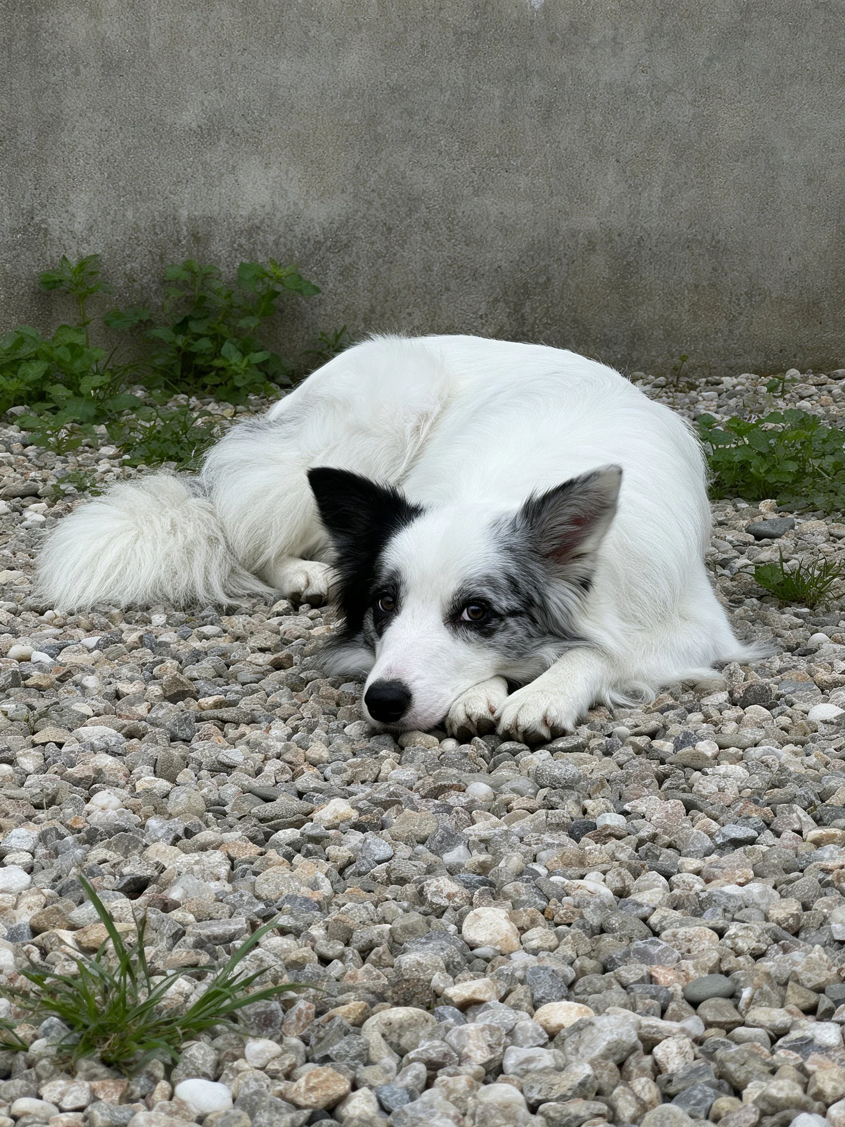 A white dog with dark markings rests on gravel in an outdoor area.