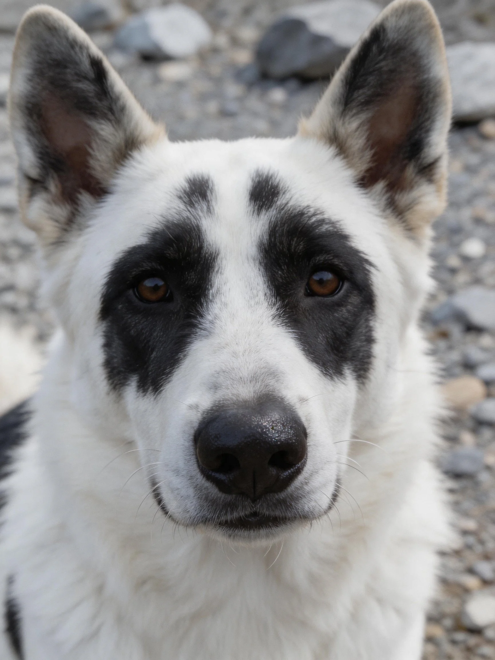 A close - up of a white dog with distinct black facial markings.