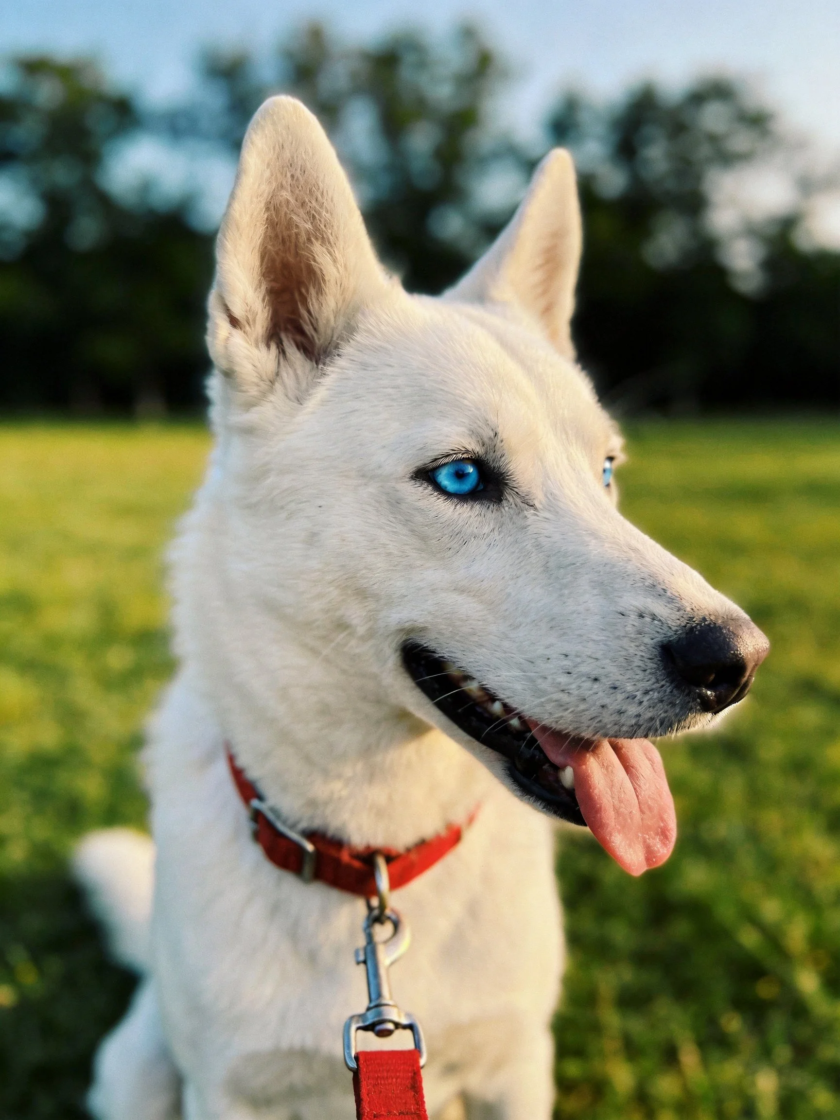 A white dog with blue eyes and a red collar is in a green field.