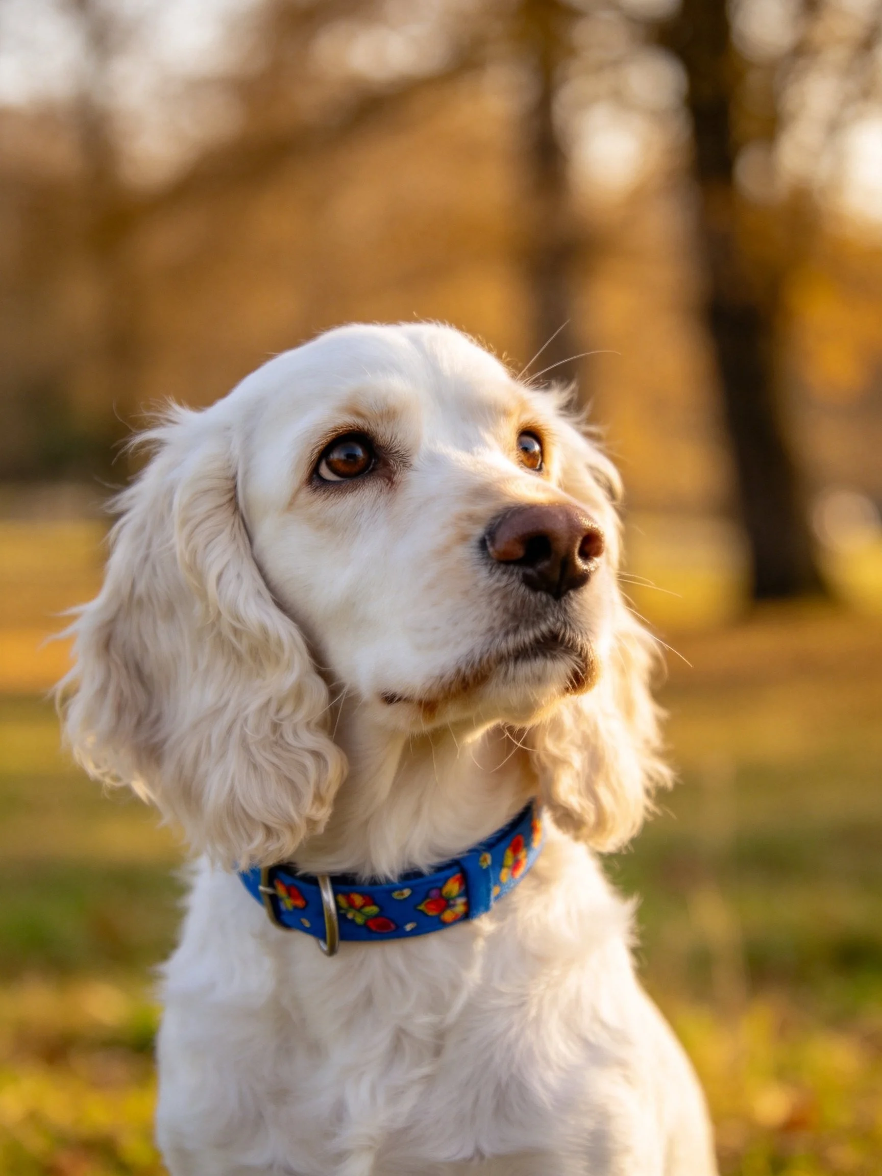 A white dog with a blue floral collar gazes upward in a sunlit outdoor space.