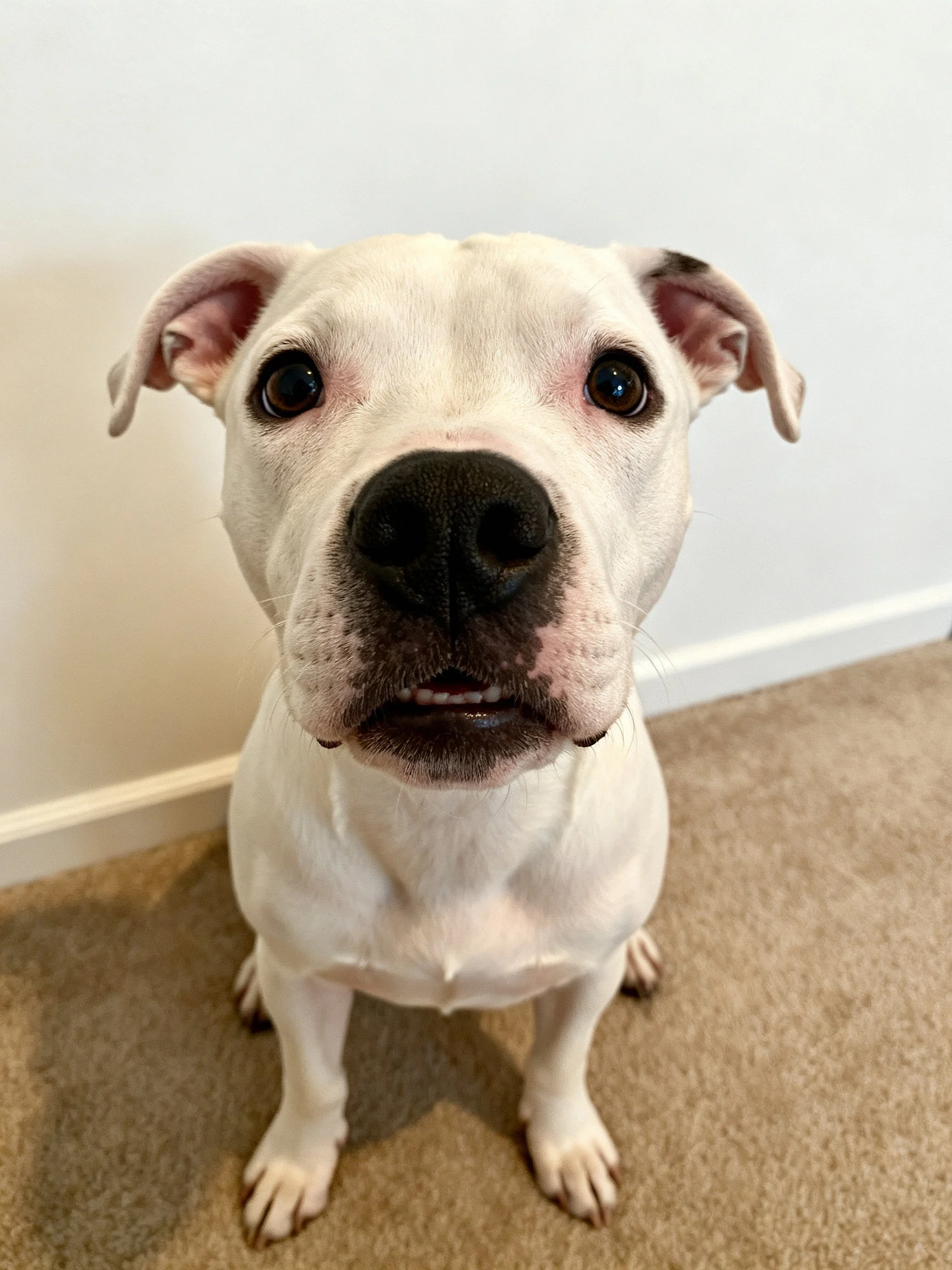 A white dog with dark facial markings sits on a carpet near a wall