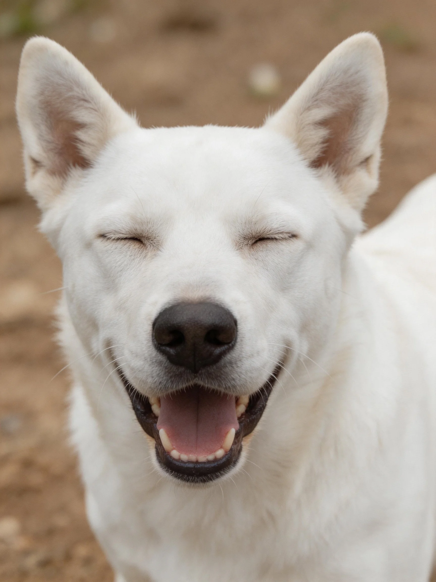 A white dog with perked ears smiles joyfully