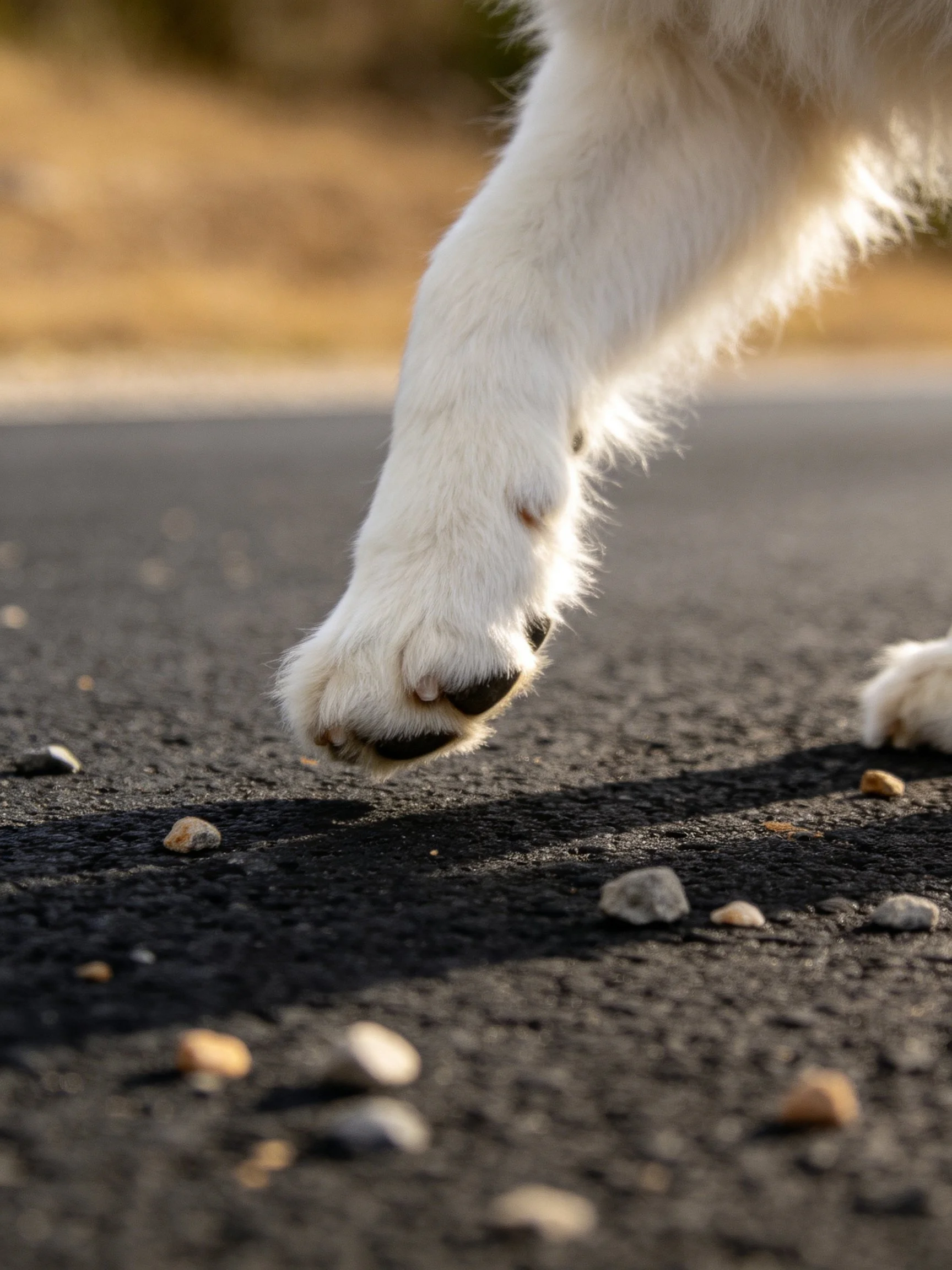 A white dog’s paw steps on rocky asphalt under warm light