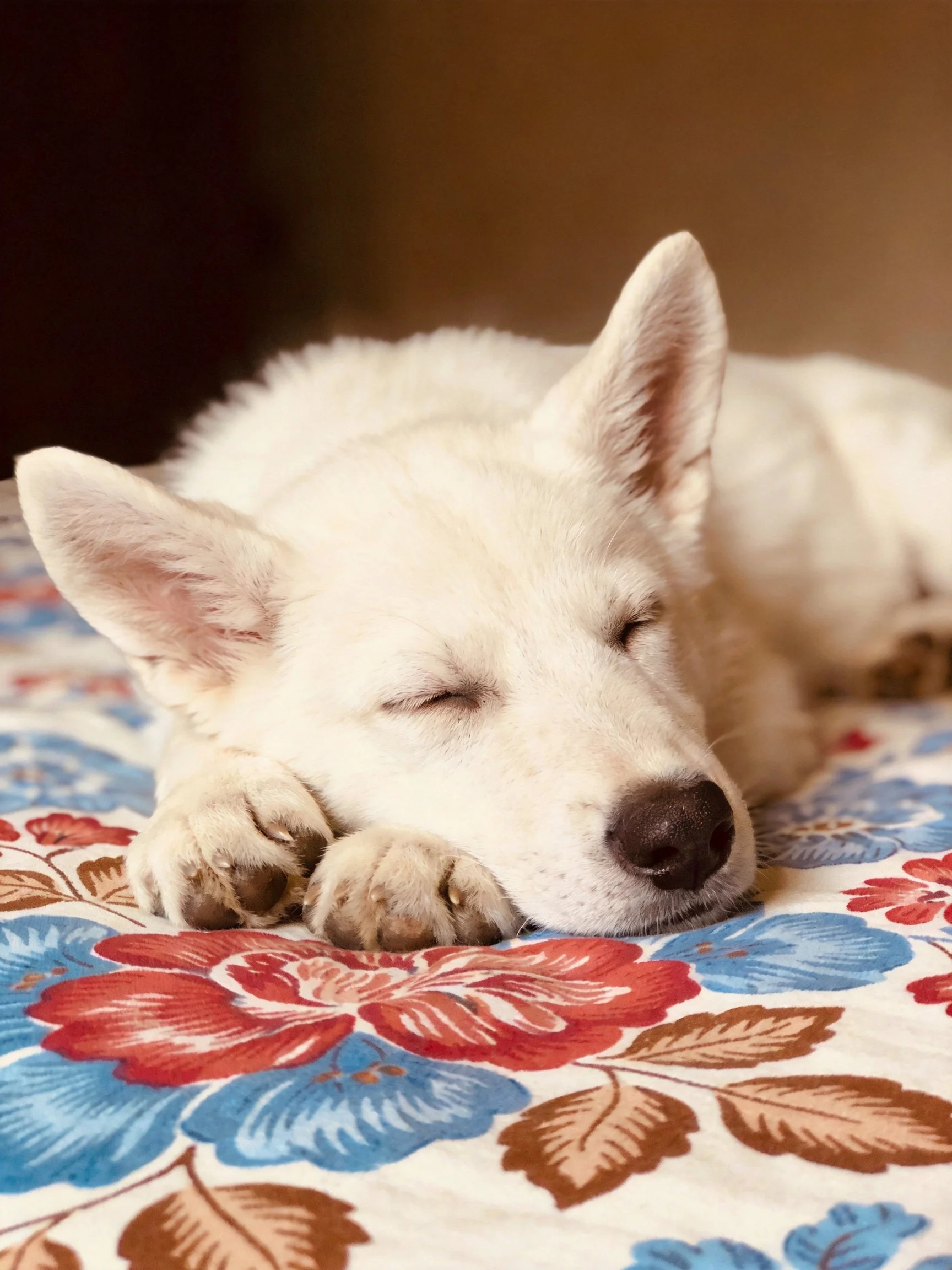 A white puppy rests on a vibrantly patterned bed